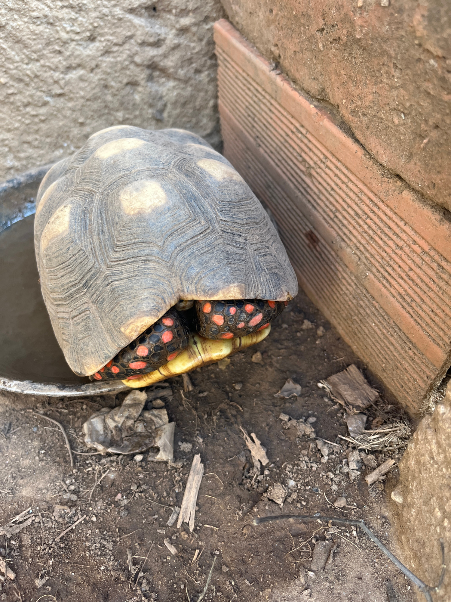 The image shows a red-footed tortoise partially withdrawn into its shell, with its hind legs and feet visible. The tortoise is positioned next to a metallic dish, possibly a water source, and is situated on the ground composed of dirt, small stones, and debris. In the background, there is a textured stone wall and a section of red brick wall with horizontal grooves. The scene appears to be outdoors, in a natural or semi-natural enclosure. There is no indication of the specific location within Juan Griego, Venezuela, as the image does not contain any identifiable landmarks or geographical features of the city.