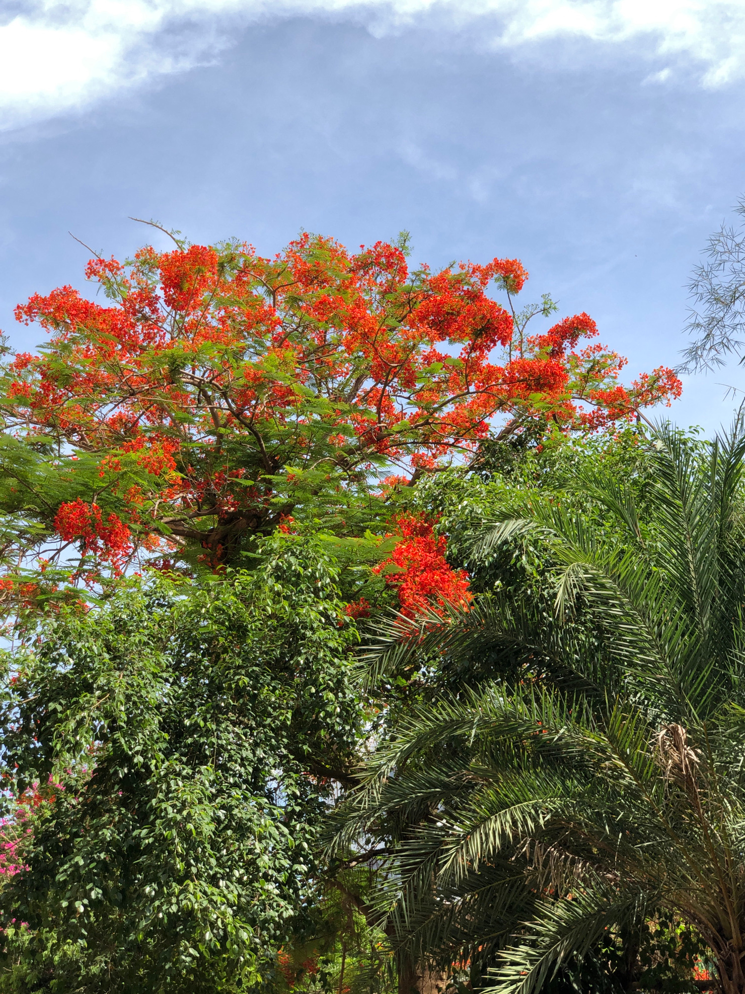 A low-angle medium shot captures the vibrant canopy of a tree adorned with bright orange flowers against a pale blue sky with scattered white clouds. The tree's branches, some bare and others laden with green foliage, create a complex network. Nestled amongst the green leaves are clusters of fiery orange blossoms, their vivid color contrasting with the surrounding greenery. To the right, a portion of a palm tree with its characteristic fronds is visible, its green leaves overlapping with the branches of the flowering tree. The lower part of the image reveals more lush green foliage from other trees. The scene appears to be an outdoor setting, possibly a park or a garden in Da Nang, Vietnam, given the tropical flora. There are no people or animals visible in the frame.