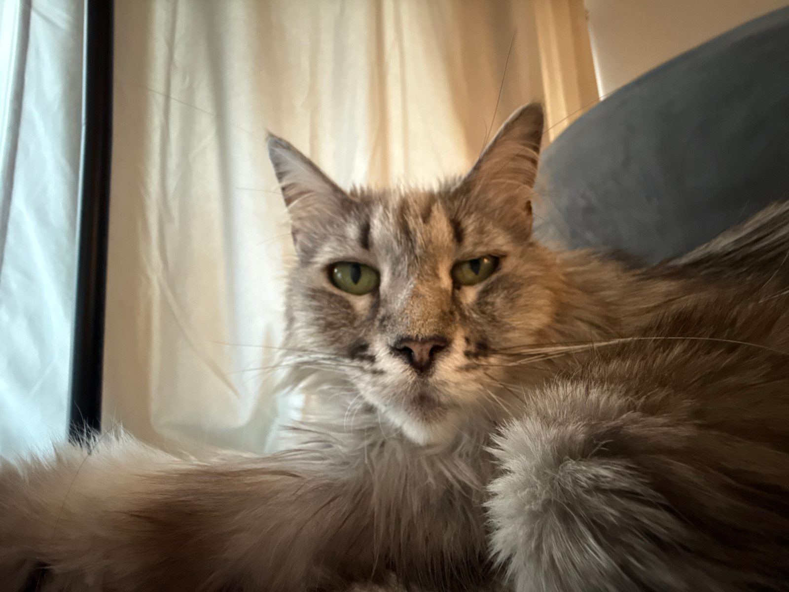 A close-up, eye-level, medium shot captures a fluffy, long-haired gray tabby cat with striking green eyes. The cat is positioned centrally, with its head filling most of the frame. Its gaze is directed forward, appearing to look directly at the camera. The cat's fur is detailed, showing variations in gray and brown tones, with a prominent ruff around its neck and chest. Its ears are perked up, and its whiskers are fanned out. To the right of the cat, a dark blue, upholstered surface is visible, likely a piece of furniture. Behind the cat, a soft, neutral-colored curtain hangs, creating a slightly blurred backdrop. A dark, vertical object, possibly a lamp or a curtain rod, is partially visible on the far left of the image. The lighting appears to be ambient indoor light, highlighting the textures of the cat's fur and the fabric of the backdrop. The setting is indoors, suggesting a domestic environment.