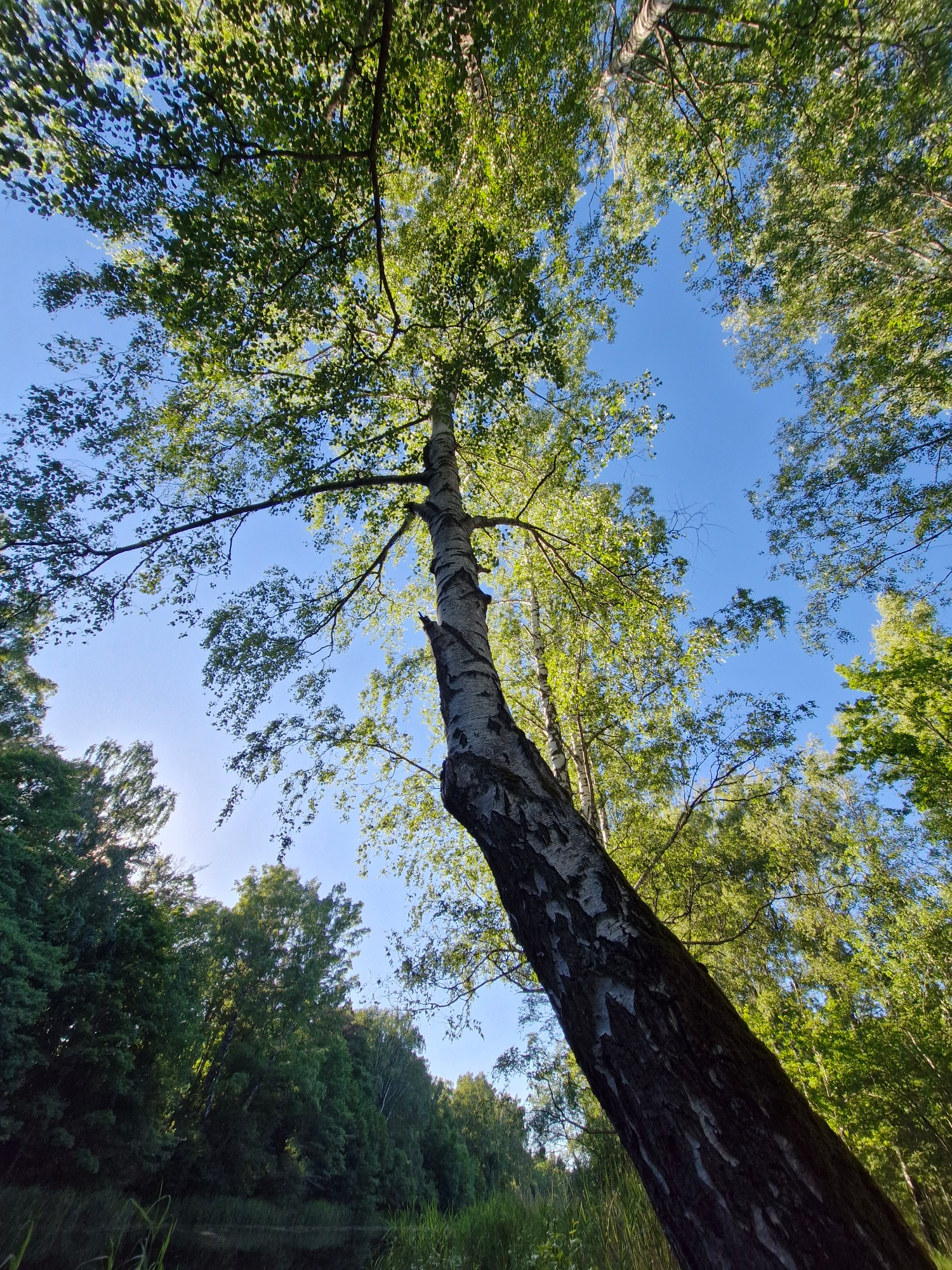 This is a low-angle shot looking up at a tall birch tree in a forest setting on a clear day. The sky is a vibrant blue, with the sun filtering through the lush green leaves of the tree. The bark of the birch tree is distinctive with its white, papery texture and dark markings. Surrounding the birch are other trees with dense green foliage, creating a canopy. In the foreground, some tall grasses are visible. The lower portion of the image shows a dark, reflective surface, likely water, with the dark silhouettes of reeds or more grass. The overall impression is of a peaceful, natural environment. This scene is located in the city of Lūžgaliai, Lithuania.
