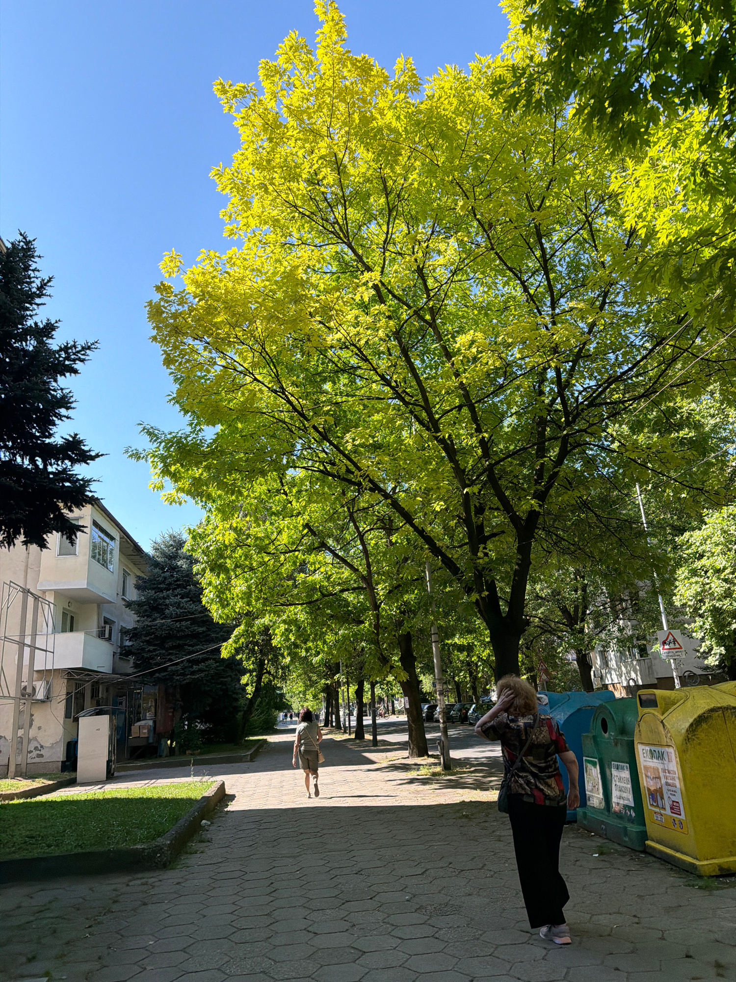 The image shows a sunny day on a paved walkway in Lovech, Bulgaria. The walkway is lined with trees, casting shadows on the hexagonal patterned pavement. On the left, there is a light-colored apartment building with balconies. To the right of the walkway are several large recycling bins, one blue, one green, and one yellow. A woman with blonde, wavy hair, wearing a colorful patterned shirt and black pants, walks away from the camera, touching her hair. Further down the walkway, another person, wearing a light-colored shirt and dark shorts, is walking away from the camera. The sky is clear blue, and the leaves on the trees are a vibrant green, some tinged with yellow. Traffic signs are visible in the background.