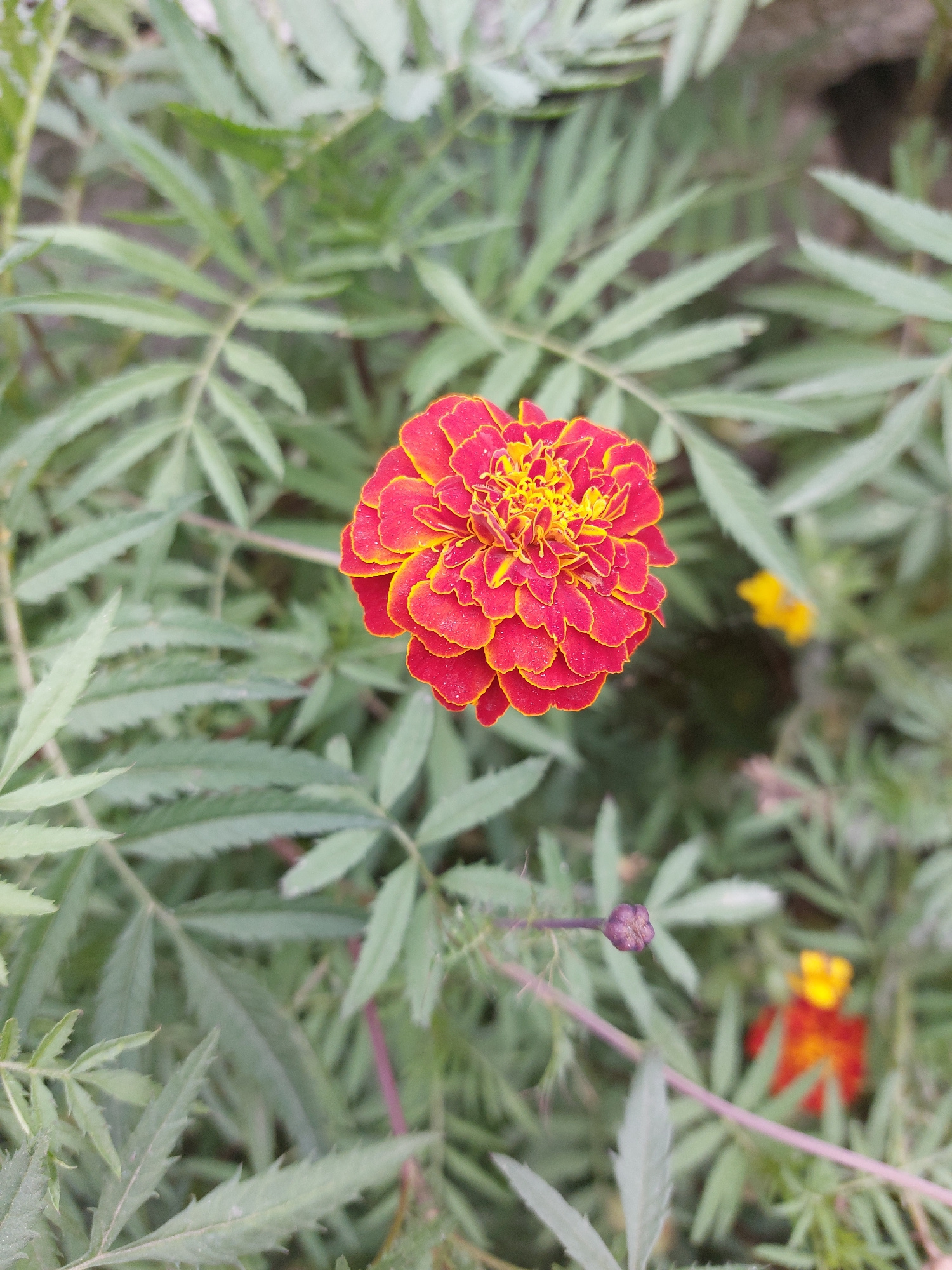 A close-up, overhead shot features a vibrant marigold flower in full bloom, its petals transitioning from deep red at the edges to a bright yellow at the center. The flower is surrounded by a dense backdrop of feathery green leaves and foliage, with a few other blurred flowers, one yellow and another red and yellow, visible in the background. A single, small, purple bud is also present on a thin stem to the left of the main flower. The image captures the flower in a natural outdoor setting, possibly a garden, with a slightly textured ground visible beneath the leaves. The lighting is natural, highlighting the textures and colors of the marigold. The location is identified as Kalath, India.