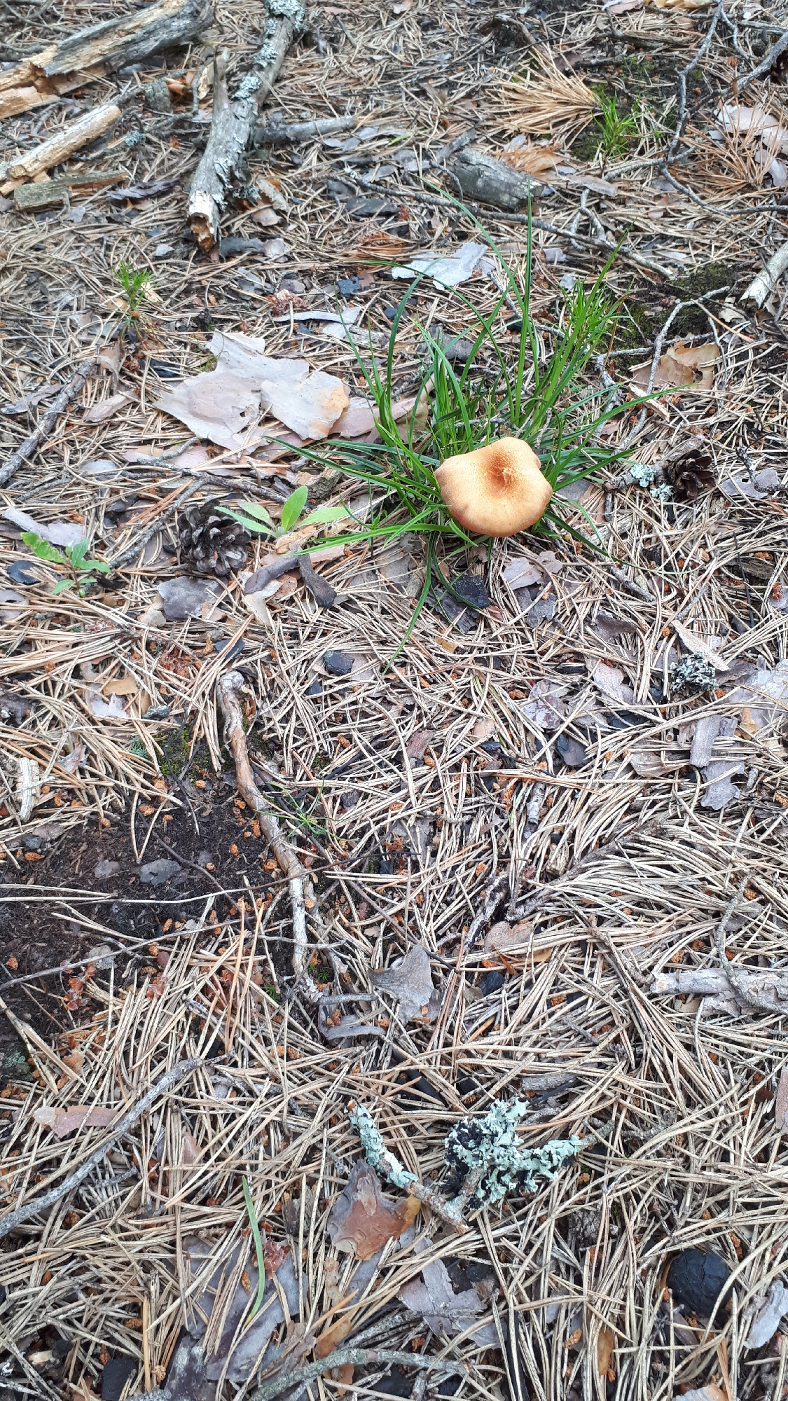 A close-up, high-angle, full shot captures a single, small, light brown mushroom with a darker brown center growing from a patch of bright green grass. The mushroom is positioned in the lower right quadrant of the image, surrounded by a dense layer of fallen pine needles, twigs, and dried leaves that cover the forest floor. Several pieces of broken wood and some lichen-covered branches are also visible in the background. The overall scene depicts a natural forest environment.