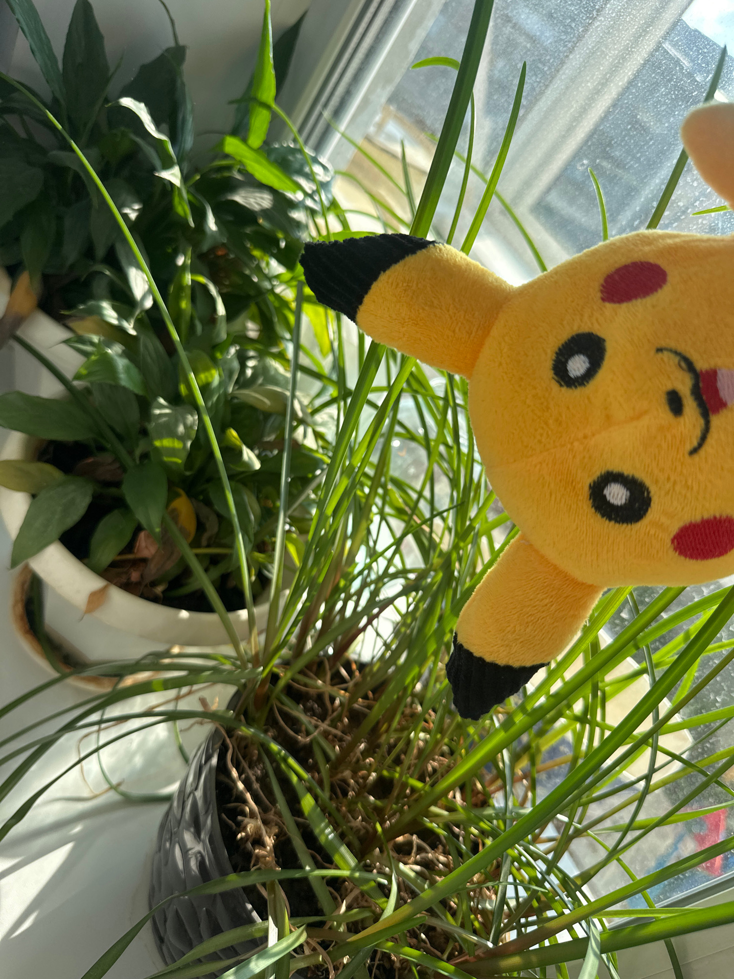 A stuffed Pikachu toy hangs upside down, partially obscuring two potted plants on a windowsill. The Pikachu is yellow with red cheeks, black eyes with white pupils, and black-tipped ears. One plant, in a white pot, has dark green, waxy leaves. The other plant, in a dark gray textured pot, has thin, bright green grass-like leaves. Sunlight streams through the window, casting shadows and highlighting the dust on the glass. The scene appears to be indoors, likely in a home, with the sunlight suggesting it is daytime. There is no visible text in the image.