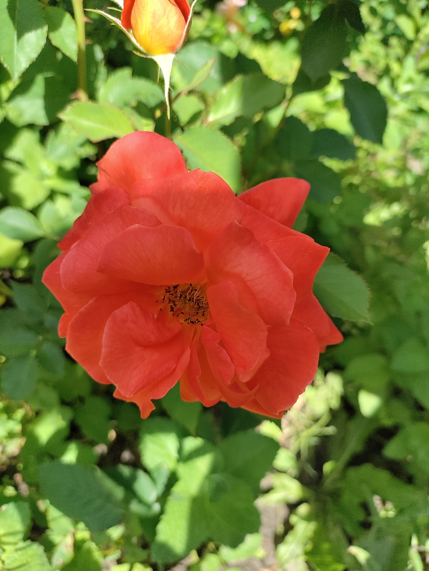 A bright orange rose is in full bloom, its petals unfurling to reveal a dark center. The rose is the primary subject, positioned in the foreground and slightly off-center to the left. Behind it, a smaller, unopened rosebud, tinged with yellow and orange, is visible. The background consists of lush green foliage, typical of a garden setting. Sunlight dapples through the leaves, creating a play of light and shadow. There are no people or animals present in the image. The overall scene suggests a natural, outdoor environment. This image could have been taken in any garden in Itzehoe, Germany, given the commonality of roses and gardens.