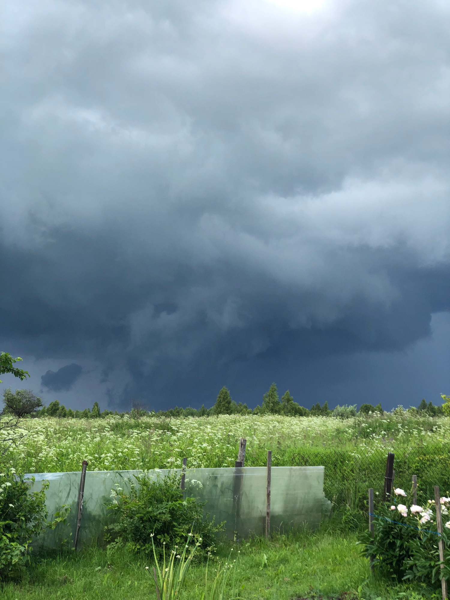 The image depicts a rural landscape with a dramatic sky. Dark, heavy storm clouds dominate the upper portion of the frame, contrasting with a bright, lighter area in the upper right corner, possibly indicating sunlight breaking through. Below the clouds, a vast field of green grass and numerous small white wildflowers stretches towards a line of trees in the distance. In the foreground, a section of a field is covered with a translucent green material, possibly plastic sheeting, supported by wooden stakes. There are also some green bushes and a patch of white flowers on the right side of the image. The scene appears to be located in a rural area outside of Zhukovo, Russia, given the characteristic vegetation and atmospheric conditions often seen in such regions prior to or during a storm. No people or animals are visible in the image.