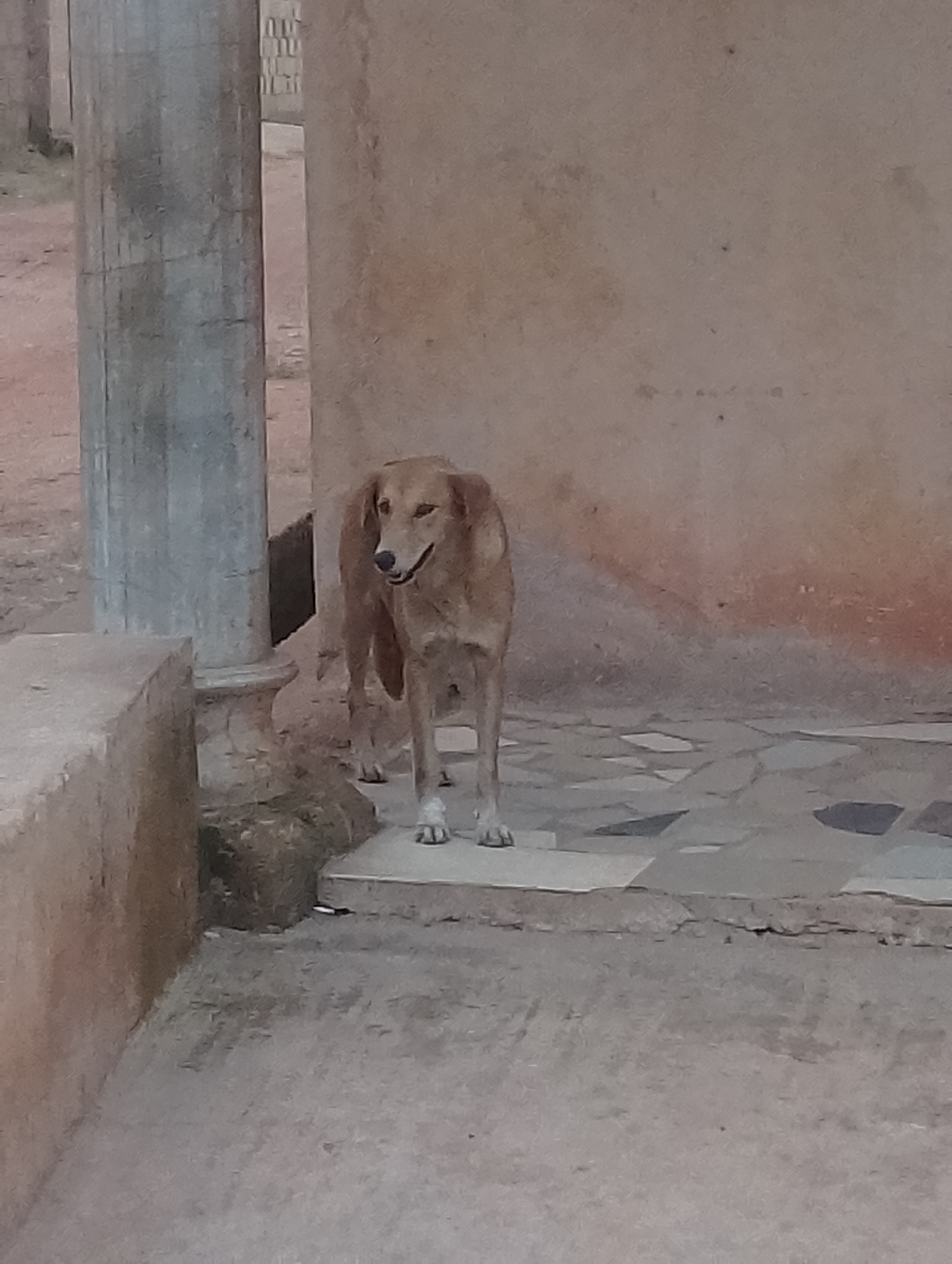 A tan dog with dark ears and a lighter muzzle stands on a paved surface in front of a beige, textured wall. The dog is facing slightly to the right and appears to be looking to the side. Its right front paw is wrapped in a bandage. To the left of the dog, a large, fluted concrete column rises vertically. A low, L-shaped concrete structure with a rough texture is in the foreground to the left. The ground is a mix of concrete and patterned paving stones. The background wall has a slightly reddish-brown hue. The scene appears to be outdoors, possibly in a courtyard or alleyway.