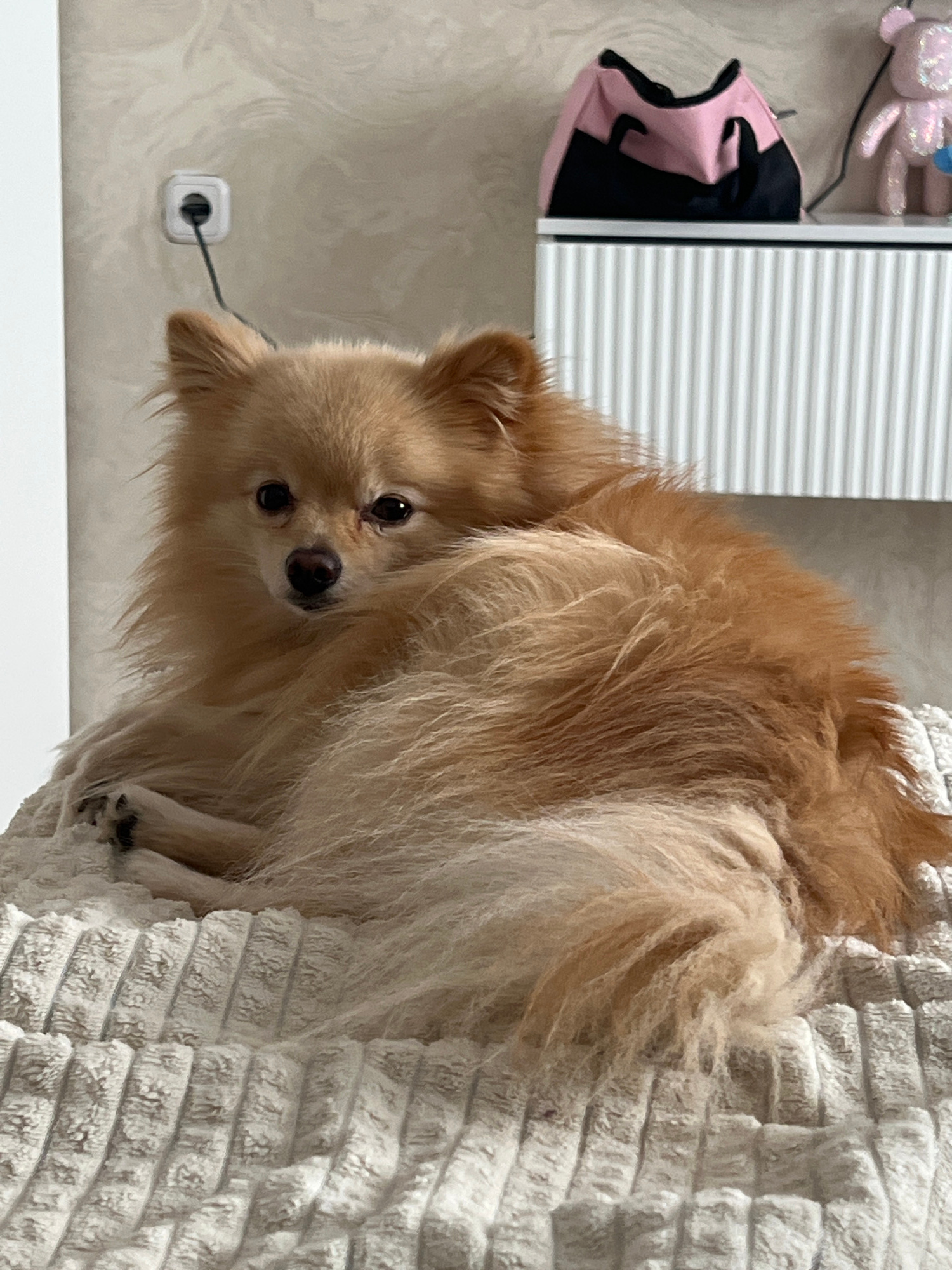 A small, fluffy, light brown dog is lying down on a textured, cream-colored surface that appears to be a blanket or bedspread. The dog is positioned on its side, facing the camera, with its head turned slightly to the left. Its eyes are dark and looking directly at the viewer. The dog's fur is long and appears soft, with a prominent mane around its neck and chest, and a bushy tail. One of the dog's paws is visible, resting on the blanket. In the background, a wall with a subtle textured pattern is visible, with a white electrical outlet and a dark cord plugged into it. To the right of the outlet, a portion of a white, fluted cabinet or shelf is visible, topped with a pink and black bag and a small, sparkly pink bear figurine. The scene appears to be indoors, possibly in a bedroom. The location is not specified in Lyepyel, Belarus, as this is a general image.