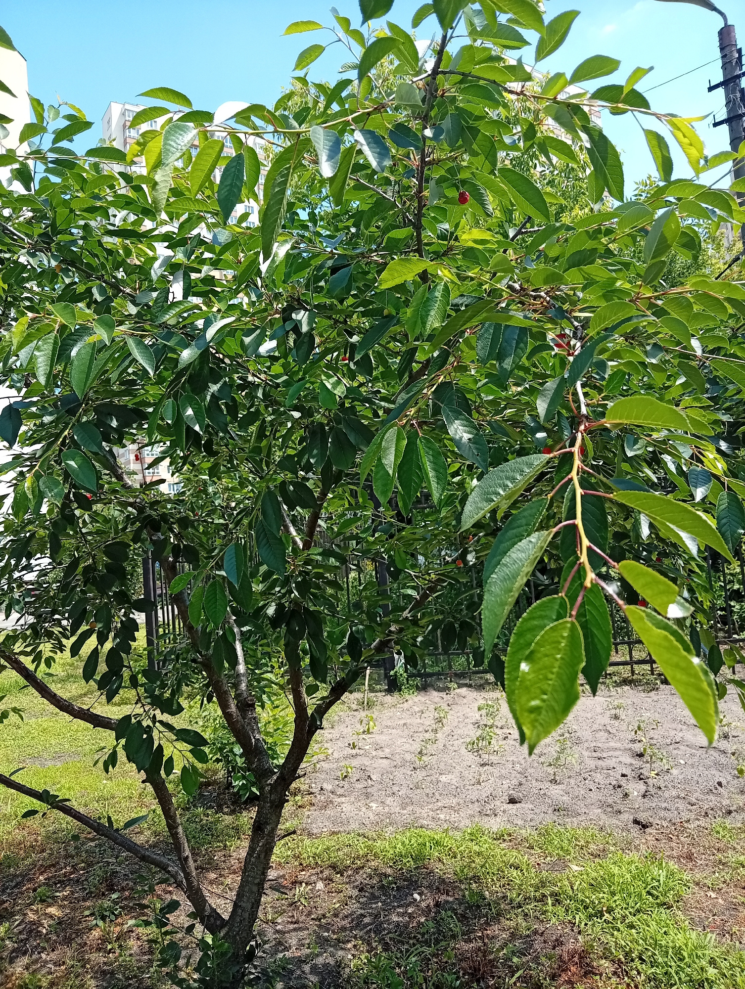 In an outdoor urban setting, a young cherry tree with a thin trunk and sparse branches stands in the foreground. Its canopy is densely packed with green leaves, and a few small, red cherries are visible among them. The tree is situated on a patch of grass, with a dark metal fence behind it. Beyond the fence, a patch of bare, sandy soil is dotted with young plants. In the background, a modern, multi-story building with white facades and a bright blue sky loom above. A tall utility pole with dark wires is also present on the right side of the image. The scene is illuminated by bright daylight, suggesting a clear, sunny day.