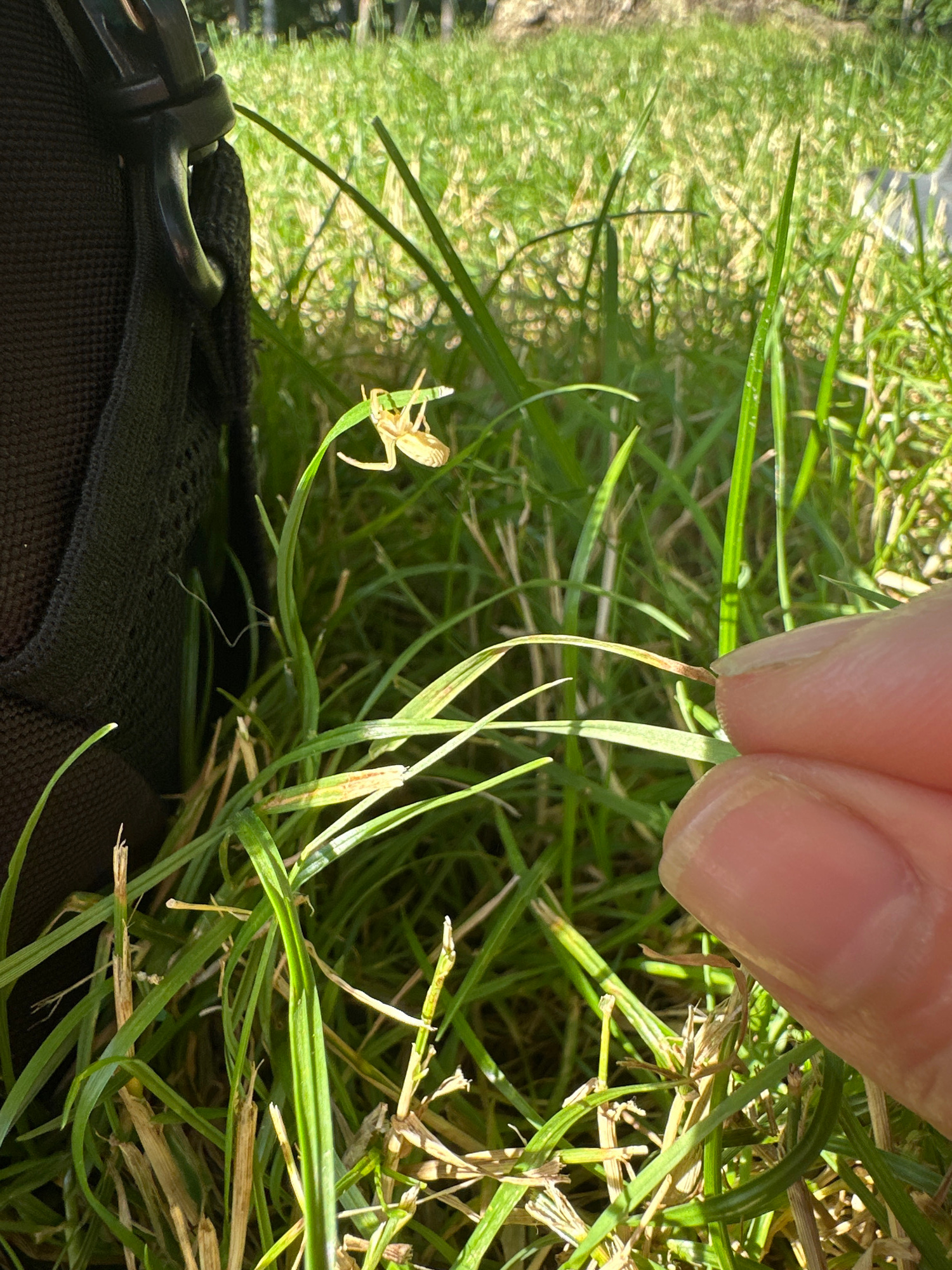 A close-up, low-angle shot captures a tiny, light-colored spider perched on a blade of grass. The spider, with its spindly legs, is the central subject against a backdrop of lush green grass, some blades of which are dry and brown. In the upper right corner, a human finger, partially obscuring some of the grass, is gently touching another blade of grass. The lighting suggests it is daytime, with strong shadows cast by the grass, implying bright sunlight. The overall scene is of a natural outdoor environment, likely a grassy area. The bottom portion of the image shows a black fabric object, possibly part of a bag or backpack, with a metal clasp, suggesting the photographer is kneeling or sitting. There is no visible text in the image. The context provided places this scene in Bucharest, Romania.