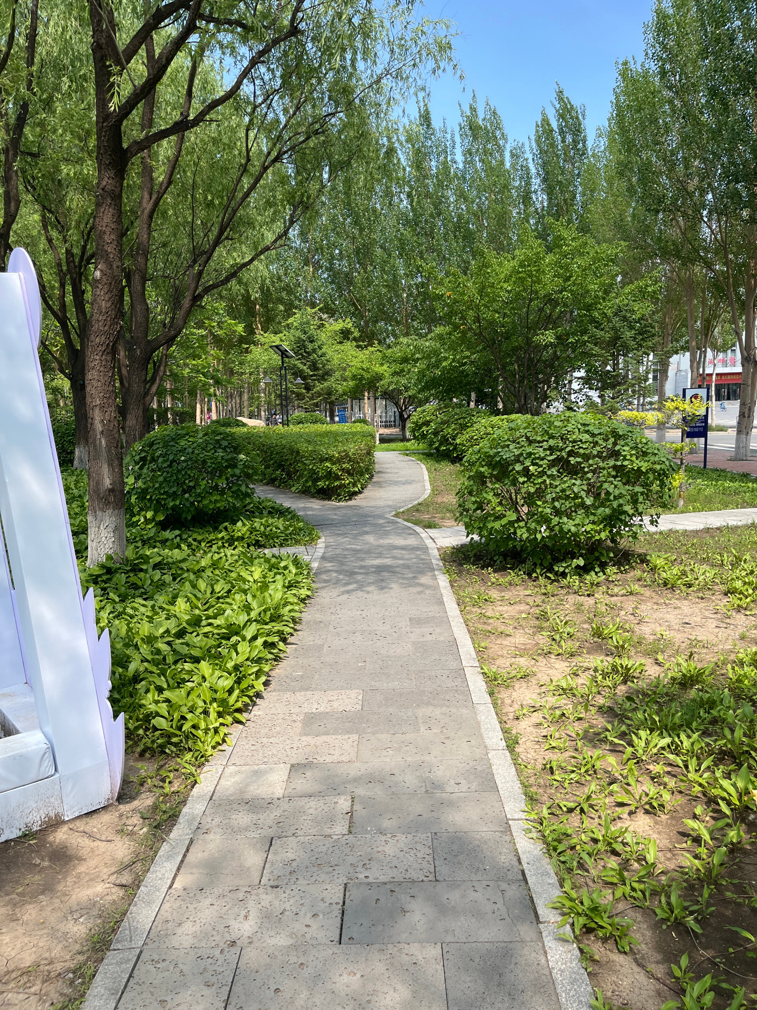 The image depicts a paved pathway winding through a park-like setting with lush green trees and manicured bushes. The pathway is constructed of grey flagstones. On the left side of the pathway, a tall, white, curved object with a matte finish is partially visible. This object appears to be an abstract sculpture or installation. The ground bordering the pathway is covered with vibrant green foliage and patches of dry soil with sparse grass. In the background, rows of tall, slender trees form a dense green canopy, with some interspersed smaller bushes. Sunlight filters through the leaves, casting dappled shadows on the ground. The sky above is clear and blue. The overall impression is a well-maintained urban green space, possibly a public park or a courtyard within a residential or commercial area in Changchun City, China.