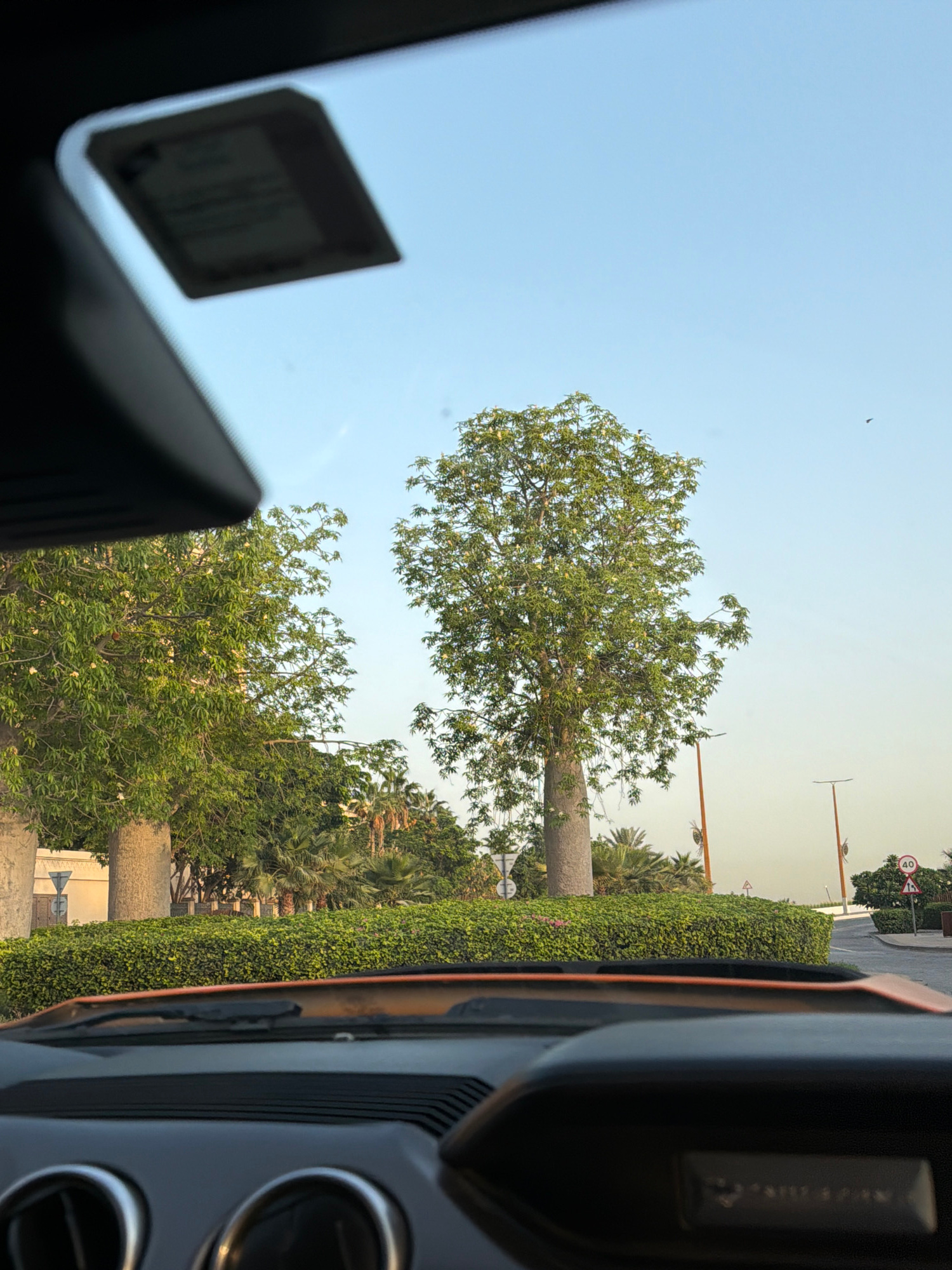 The image captures a view from inside a car, looking out through the windshield. The foreground shows the dashboard of the car, with two circular air vents visible. The middle ground features a lush green hedge lining a street, with several trees behind it, including a prominent baobab tree with a thick trunk. In the background, a clear blue sky is visible, with two streetlights and a road sign indicating a speed limit of 40. The overall scene suggests a well-maintained urban environment with mature trees and landscaping, characteristic of areas in Dubai, United Arab Emirates. There are no people visible in the image.