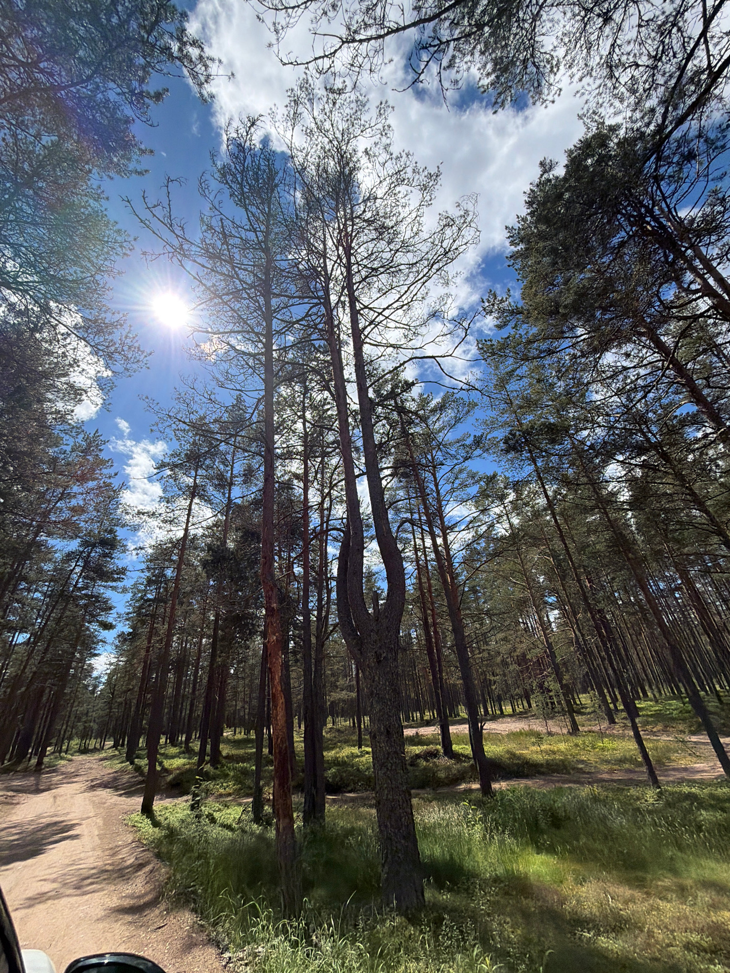 The image depicts a sun-drenched forest scene, oriented vertically as if looking up from the forest floor towards the sky. Tall, slender pine trees dominate the frame, their dark trunks and sparse branches creating a dense canopy that allows shafts of sunlight to pierce through. The sky above is a vibrant blue, dotted with fluffy white clouds, with the sun itself acting as a bright focal point, casting a lens flare and radiating light.
The ground beneath the trees appears to be a sandy or dirt path, winding through the forest. To the right of the path, lush green grass and other vegetation thrive, bathed in the sunlight. The overall impression is one of a serene and natural environment, likely a pine forest in or near Solov'evo, Russia, given the context. The time of day appears to be mid-day, with the sun high in the sky, and the weather is clear and sunny. There are no people or specific objects clearly visible in the scene, besides a hint of a vehicle's side mirror in the bottom right corner. The image evokes a sense of peace and natural beauty. No text is visible.