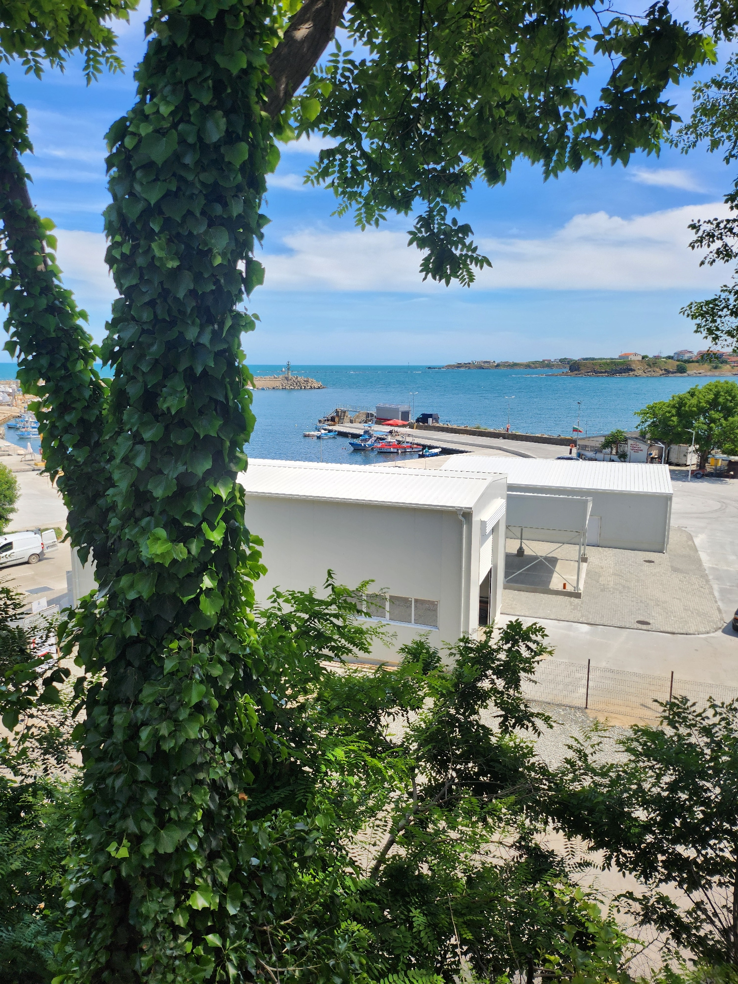 The image shows a view from a slightly elevated position, looking towards a harbor and the sea, likely in Tsarevo, Bulgaria. In the foreground, a large tree trunk is covered in dense green ivy, with branches and leaves obscuring the view partially. Beyond the tree, a white building complex with metal roofs is visible, adjacent to a paved area with a few vehicles, including a white van. The harbor area contains several small boats and a pier. Further out, the blue sea stretches to the horizon under a sky with scattered white clouds. Along the coastline in the distance, there are buildings and a breakwater structure. The scene appears to be a sunny day, with clear visibility. There are no identifiable people in the foreground or mid-ground. The overall impression is a coastal view with modern infrastructure juxtaposed with natural elements.