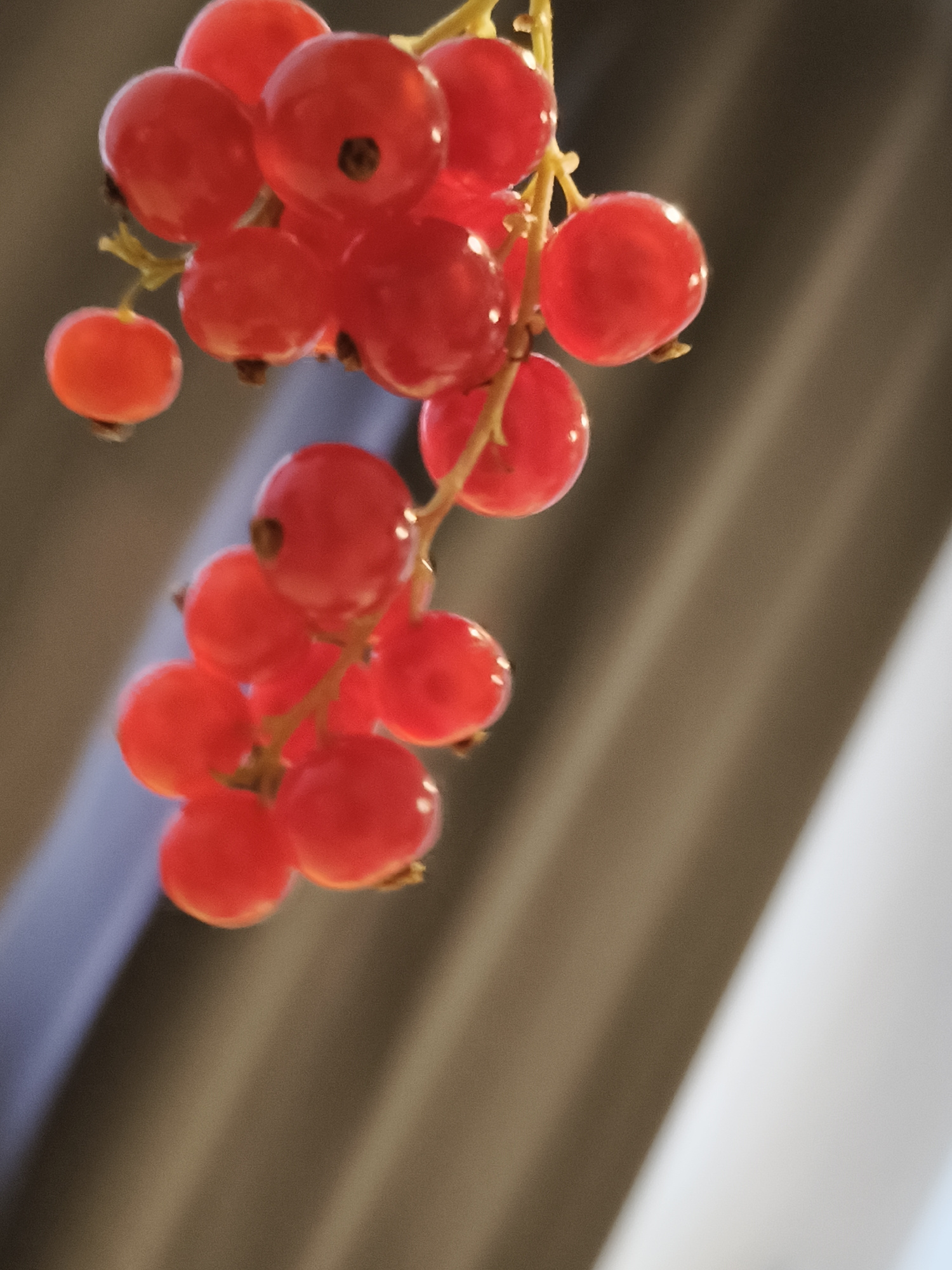 A close-up, vertically oriented, slightly tilted, low-angle shot captures several clusters of ripe redcurrants hanging from thin stems. The berries are a vibrant, translucent red, with a glossy sheen reflecting the light. Some berries are perfectly round, while others are slightly oval. Tiny brown stems and calyxes are visible where the berries attach to the branches. The background is softly blurred, showing vertical folds or pleats of fabric in muted tones of brown and grey, with a lighter grey or white area on the right. No people or any elements related to the city of Pszczyna, Poland are depicted in this image.