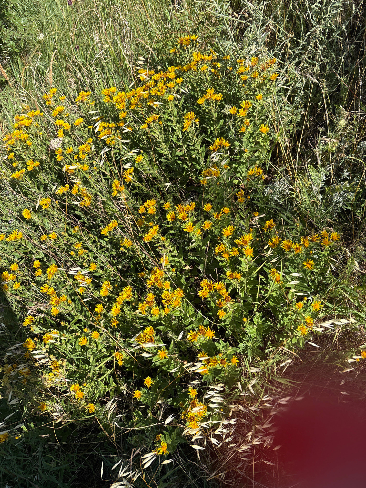 The image depicts a dense cluster of yellow wildflowers with green foliage, growing in a natural outdoor environment. The flowers are small and have ray florets, typical of many species in the Asteraceae family. They are in full bloom and form a vibrant patch amongst taller grasses and other vegetation. Some dry grasses and seed heads are also visible, suggesting a late summer or early autumn season. The background is a blur of green and brown, indicating a natural, uncultivated setting. The overall impression is one of wild, untamed nature. There are no people, man-made objects, or signs of urban life visible in the image. The image does not provide any specific details that would allow for an identification of its location within the city of Mtskheta, Georgia.