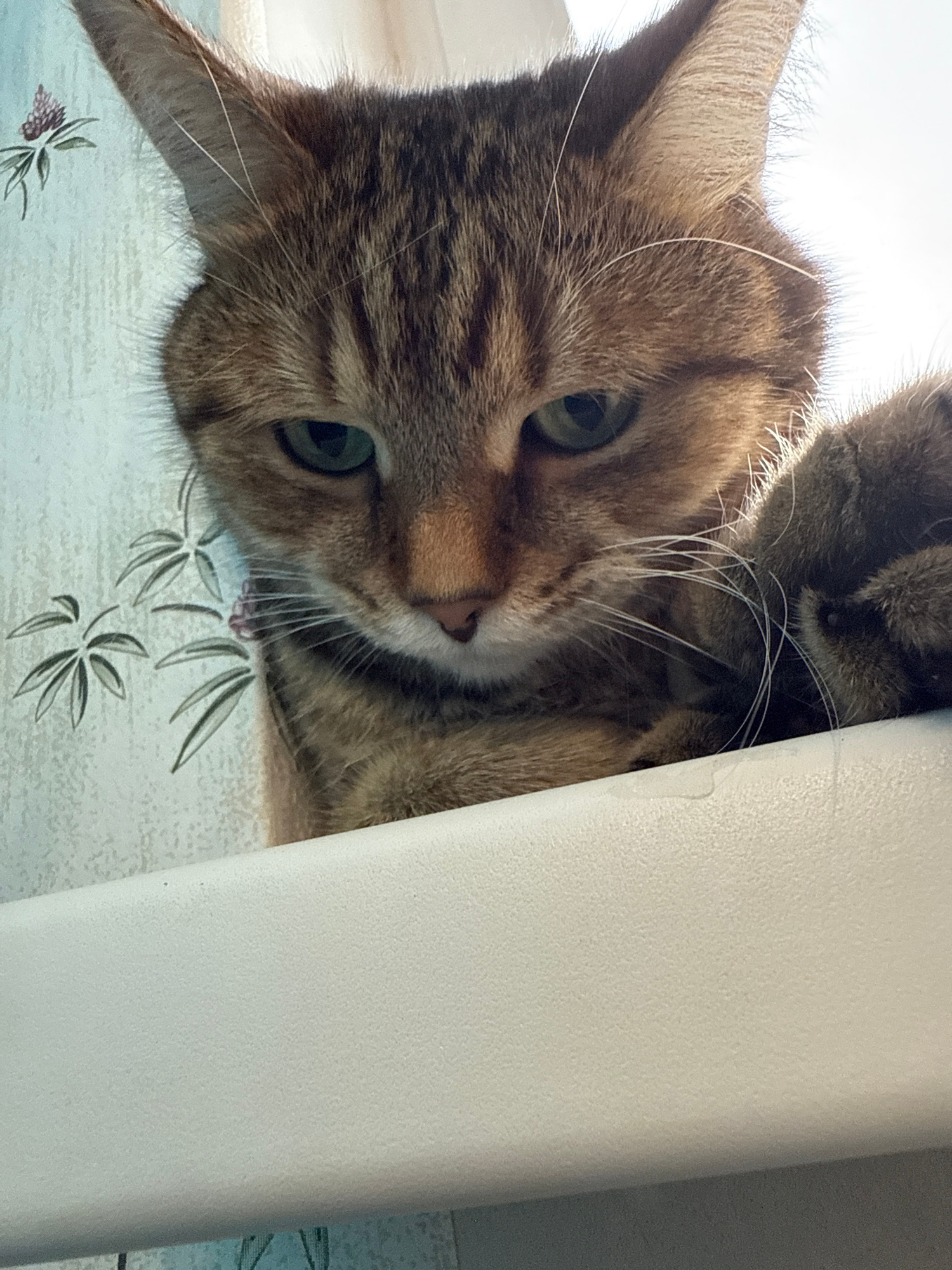 A close-up, eye-level, medium shot captures a ginger tabby cat looking down from an elevated surface. The cat's head is angled forward, with its ears perked slightly and its green eyes focused downward. One of its paws is visible on the right side of the frame, resting near its face. The background consists of light-colored wallpaper with a subtle floral pattern, appearing to be in an indoor setting. The lighting is bright, casting some shadows and highlights on the cat's fur.