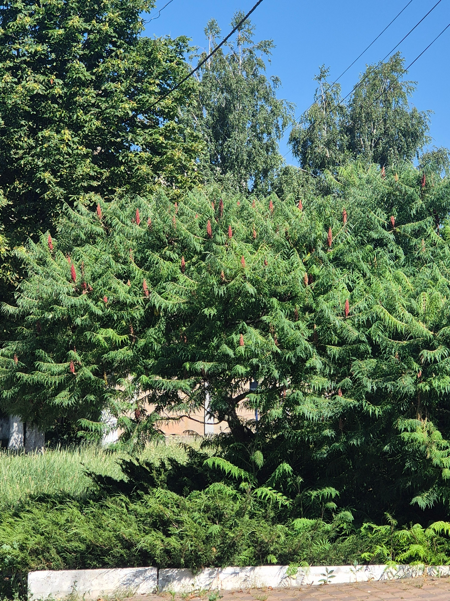 The media file depicts an outdoor scene dominated by lush green foliage under a clear blue sky. The main subject is a large, dense tree with feathery, green leaves. Scattered throughout the tree's branches are numerous small, reddish-brown cone-like structures, possibly flowers or fruit. To the left of this prominent tree, other trees with lighter green leaves are visible, with some power lines running diagonally across the upper left portion of the frame. The sunlight suggests it is daytime, with the bright sky and strong shadows indicating sunny weather. The right side of the image shows a paved surface, possibly a sidewalk or pathway, with a brick wall or edging running along it. The overall impression is a tranquil natural setting, perhaps a park or residential area with abundant greenery. No people or specific activities are evident, and there is no visible text.
