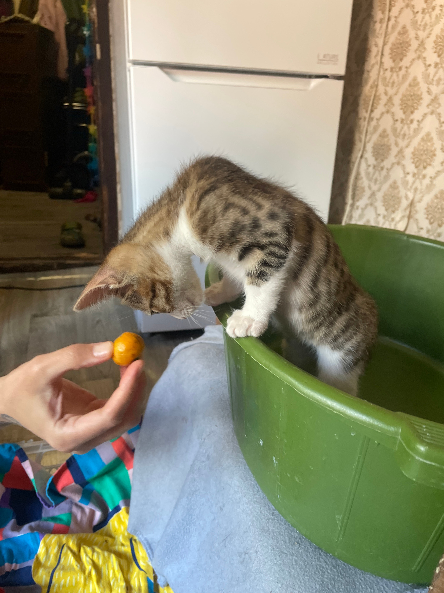 A tabby kitten is peering into a green plastic bucket. The kitten is mostly brown and black with white paws and chest. Its head is angled down, and it appears to be reaching for something. A person's hand is holding a small, round, orange object in front of the kitten. The background shows a white appliance, a patterned wallpaper, and some colorful fabrics. The lighting suggests it is daytime. The scene appears to be indoors, possibly a home environment.