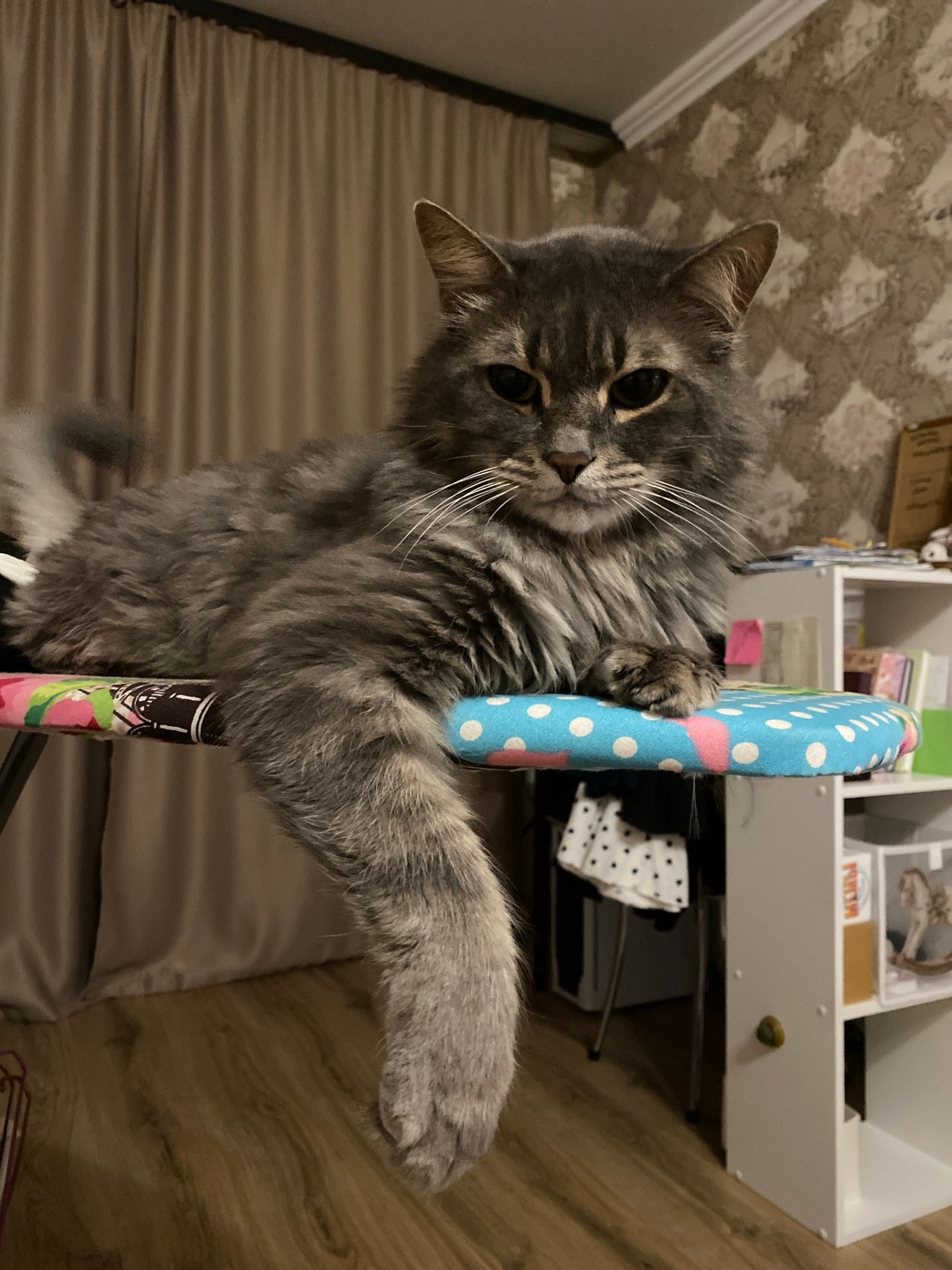 An unidentifiable gray fluffy cat with green eyes is lying on an ironing board with a blue and white polka dot cover. The cat is facing the camera, with its right paw hanging over the edge of the ironing board. The background shows a beige curtain and a patterned wallpaper. The scene appears to be indoors, in a residential setting.