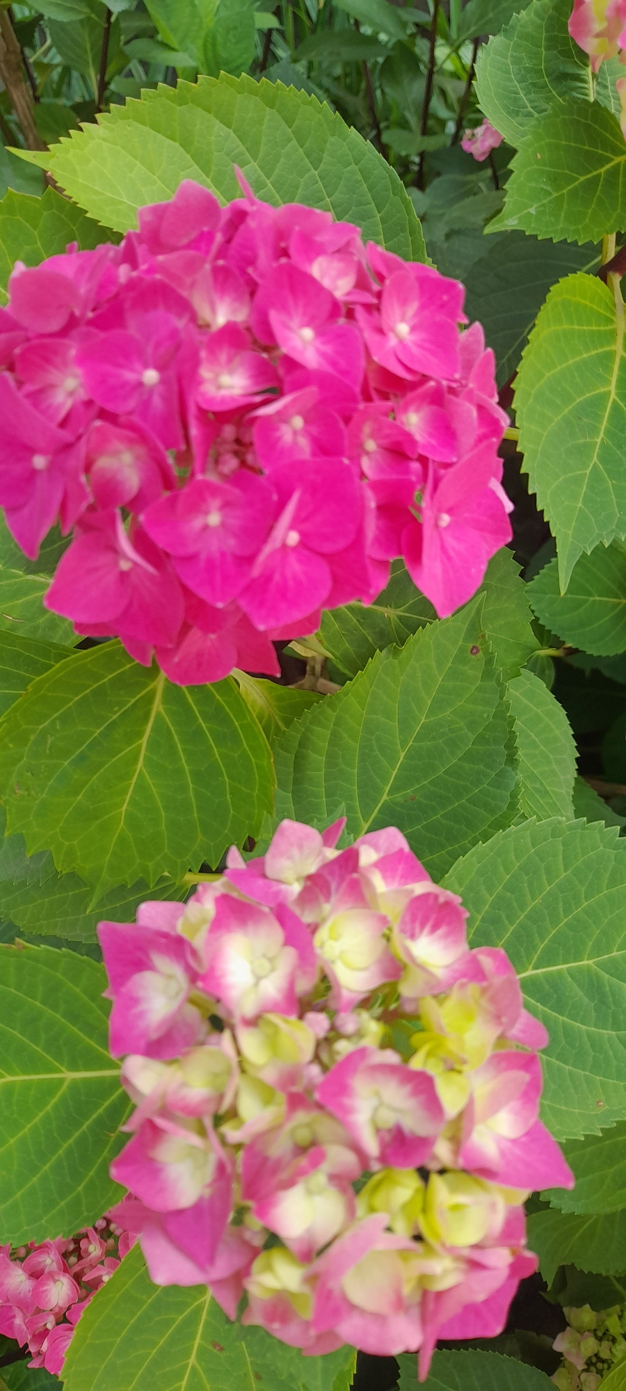 This is a close-up, vertical, medium shot of two hydrangea flower clusters and their green leaves. The top cluster is a vibrant, bright pink, with individual florets clearly visible. The bottom cluster is a mix of pink and pale yellow, with some florets appearing more faded or transitioning in color. Large, serrated green leaves surround the flower clusters, creating a lush background. The lighting is natural and appears to be diffuse, possibly from an overcast sky or shade. There is no indication of human presence or any specific location within Krasnodar, Russia. The image is focused on the botanical details of the hydrangeas.