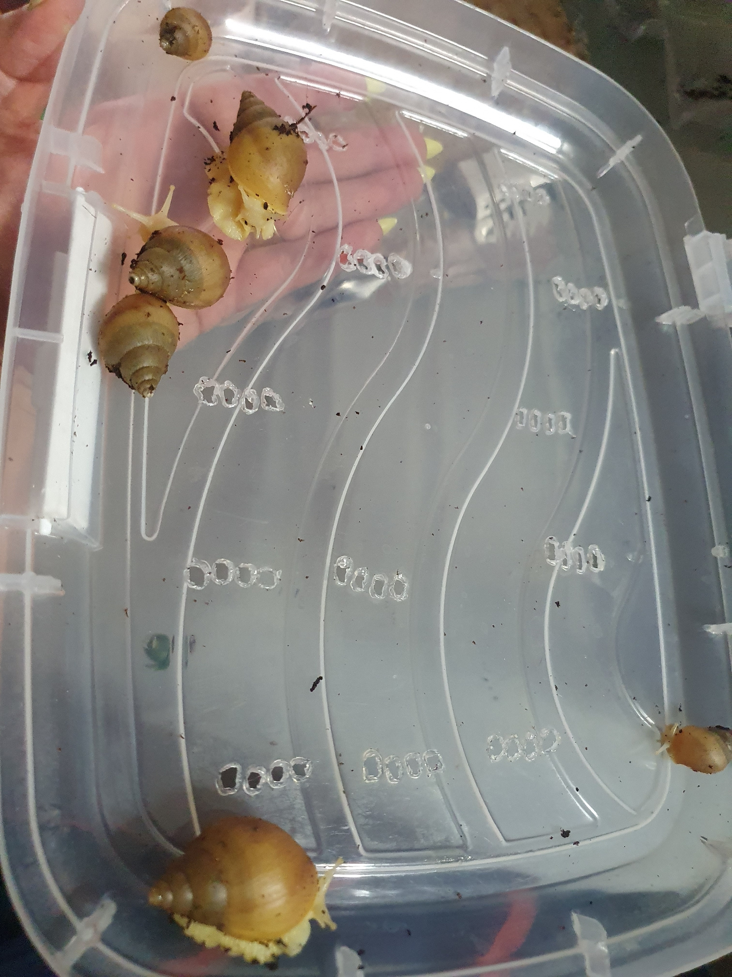 The image shows several snails in a clear plastic container. The container has textured ridges and ventilation holes. The snails vary in size and color, with some appearing light brown and others a darker brown. Some of the snails are clustered together, while others are more spread out. There is some dirt or substrate within the container. The lighting suggests an indoor setting, possibly a room. There is no indication of a specific location in the city of Shiraz, Iran, or any context beyond the snails and their container.