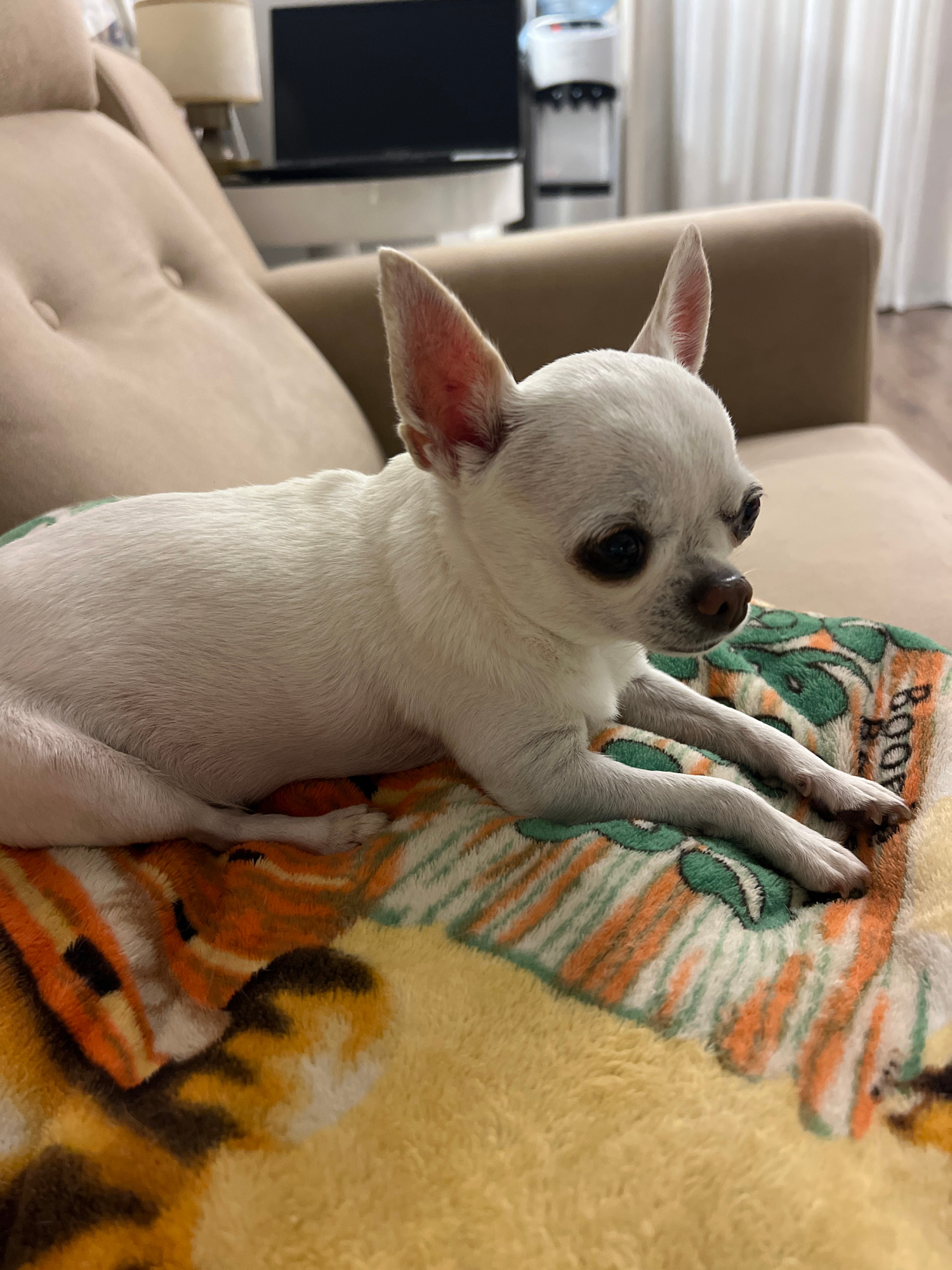 A white chihuahua rests on a blanket with a tiger pattern on a light-colored couch. The dog is facing to the right, with its head slightly lowered. Its ears are perked up. The background shows a portion of the couch, a lamp, and a window with sheer curtains. This scene appears to be in a residential setting, possibly a living room. There are no indicators of the city of Sharm El Sheikh, Egypt.