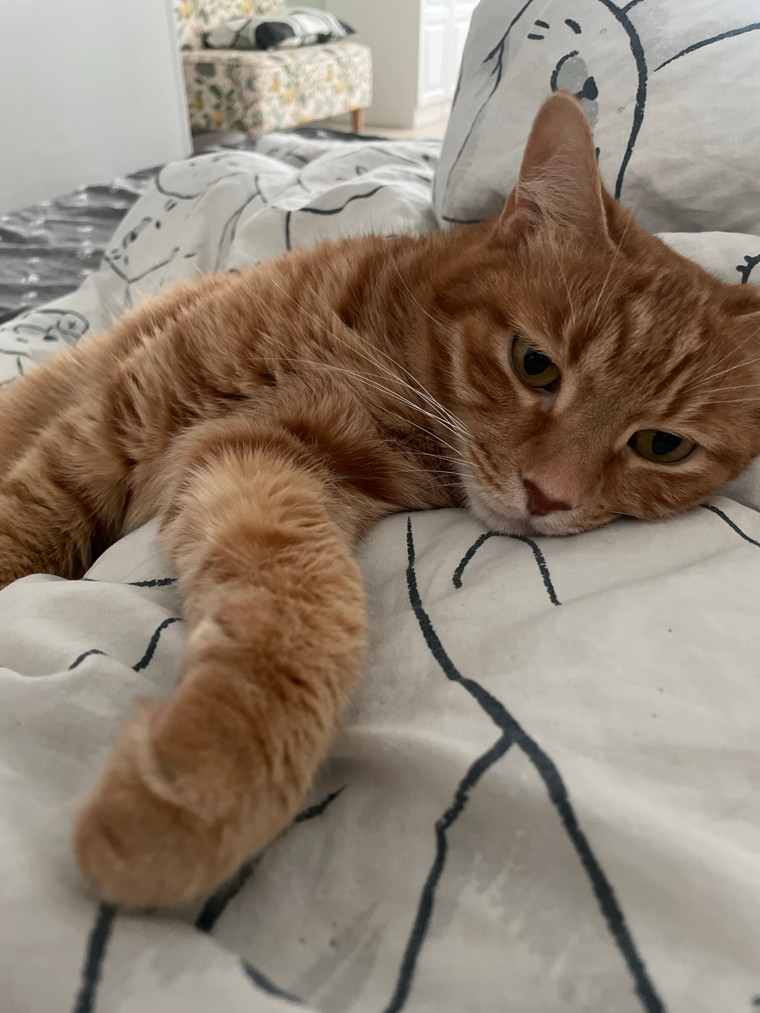 An orange tabby cat is lying on a bed covered with patterned white sheets. The cat is resting its head on the sheet, with its front paw extended forward. The background shows a blurry view of a chair with a floral pattern. The scene is indoors. There is no information about the location in the city of Khabarovsk, Russia.