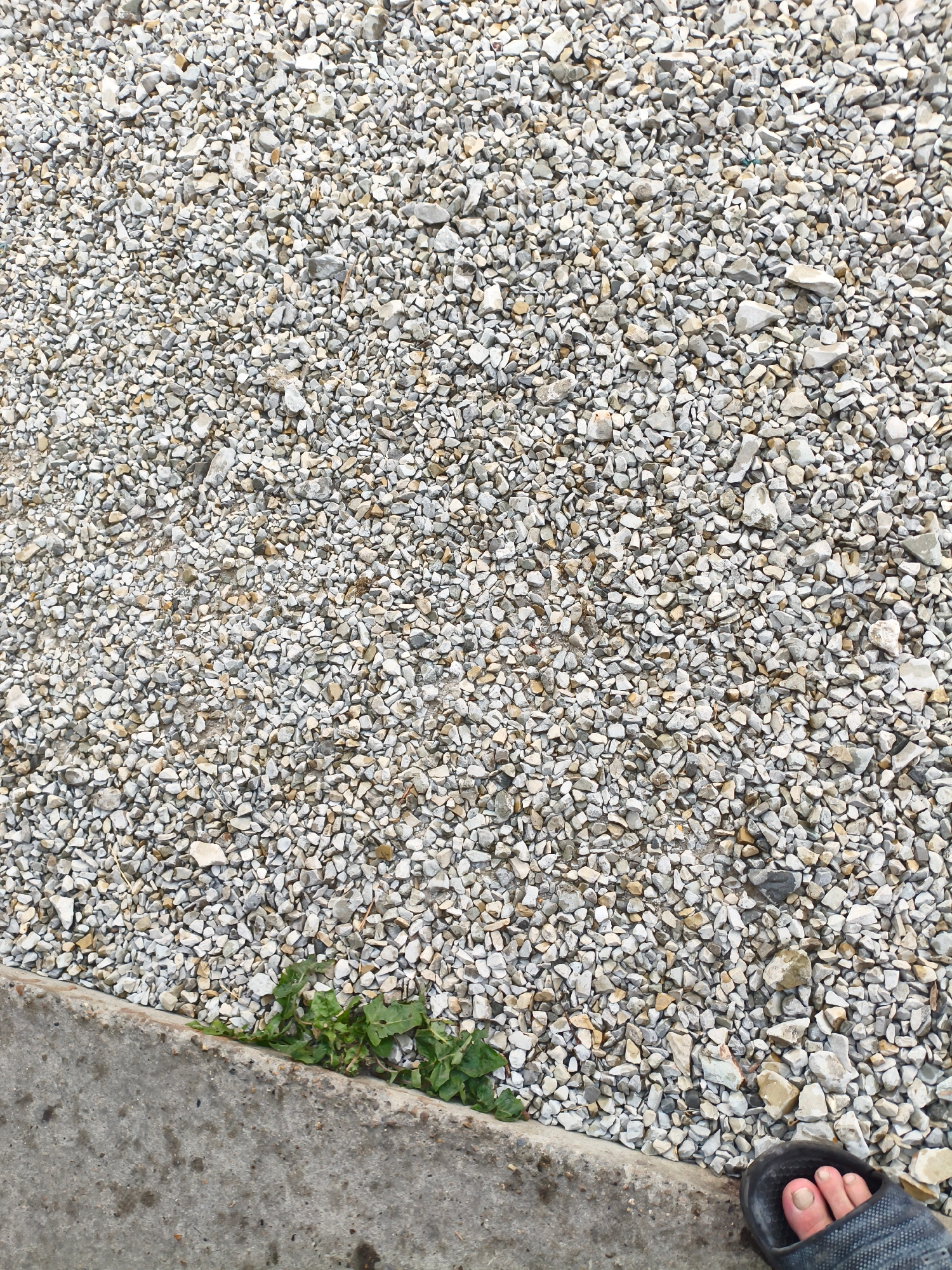 A low-angle, overhead shot captures a textured scene of gravel and concrete. A rough, gray concrete curb runs along the bottom left of the frame, with a few sprigs of green vegetation growing from the seam between the concrete and the gravel. The majority of the image is filled with a dense layer of small, angular gravel, predominantly gray and white with some flecks of tan and brown. In the bottom right corner, a person's right foot is visible, shod in a dark gray sandal. The foot is bare from the ankle down, revealing toes and toenails. The scene appears to be outdoors, likely in a public or utilitarian area within the city of Vozrozhdeniye, Russia, given the gravel and concrete construction.