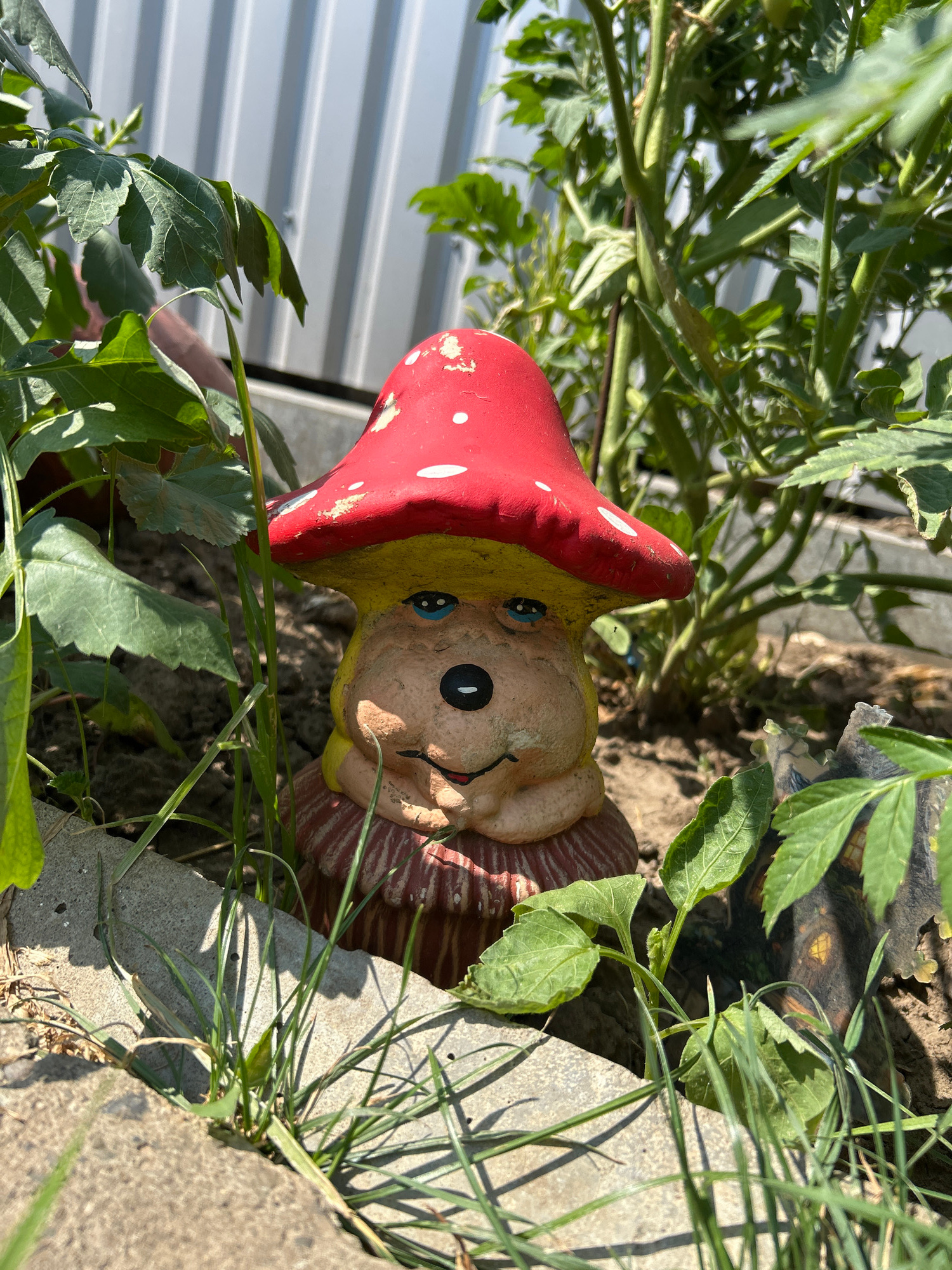 This media file is a close-up, rotated outdoor photograph of a garden gnome figurine partially obscured by green foliage and earth. The gnome has a yellow face with blue eyes and a wide, smiling mouth. It wears a red, polka-dotted mushroom-shaped hat and a striped tunic. The figurine appears to be made of painted plaster or ceramic and shows signs of wear, with chipped paint on the hat.
The setting is a garden, with the gnome positioned amongst green leaves and stems. Some blades of grass and a concrete border are also visible. In the background, a corrugated metal fence can be seen. The lighting suggests it is daytime, likely sunny, with distinct shadows cast by the vegetation and the gnome itself. The overall scene evokes a whimsical and slightly rustic garden atmosphere. No text is visible in the image. The location context provided is Copceac, Moldova.