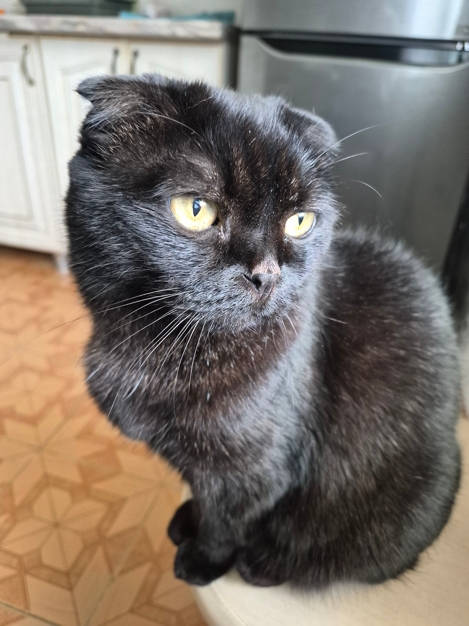A black Scottish Fold cat sits on a light-colored surface. The cat has folded ears, bright yellow eyes, and long white whiskers. The background is out of focus, showing kitchen cabinets and a refrigerator. The floor appears to be tiled with a geometric pattern. The image is a medium shot of the cat, with its face prominently featured. The lighting is natural, suggesting it was taken indoors during the day. There is no indication of the city of Uglegorsk, Russia.