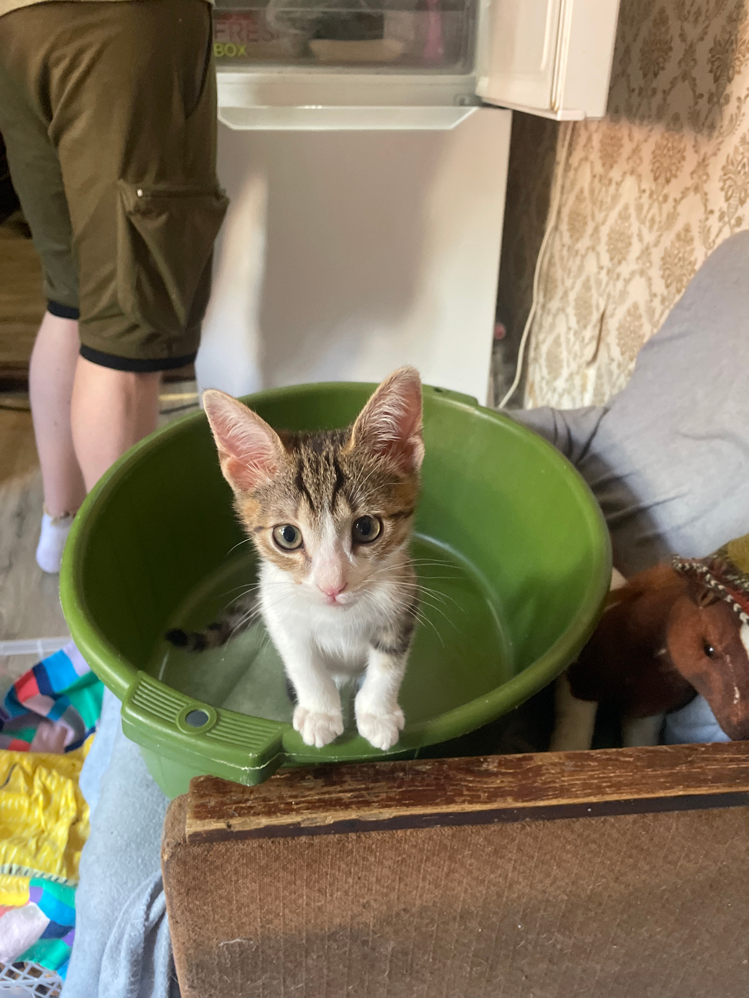 The image shows a kitten sitting in a green plastic bucket. The kitten has tabby markings and large ears. It is looking up at the camera with wide eyes. In the background, a person is visible wearing a grey t-shirt and green shorts. The setting appears to be indoors, possibly a home, with furniture and other objects visible. A wooden object, possibly a shelf or table, is to the right of the bucket. A patterned fabric is visible in the upper left corner, and a stuffed animal is behind the kitten. The lighting suggests it is daytime. The overall mood is playful and curious, as the kitten seems to be interacting with the viewer.