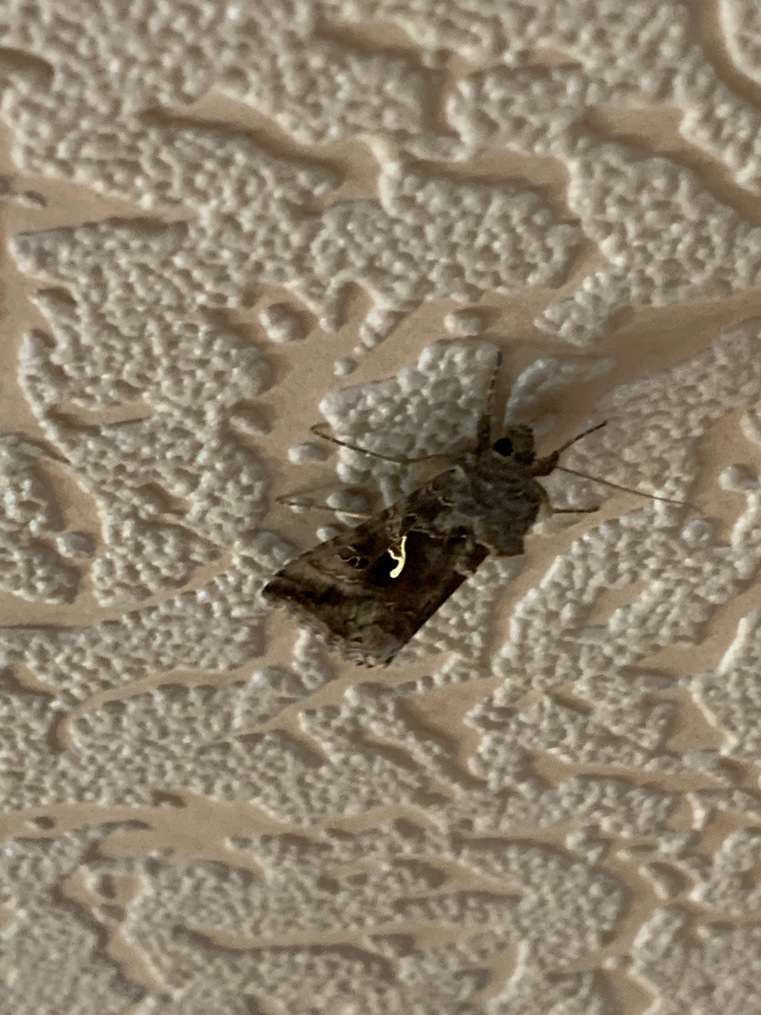 A moth is resting on a textured, beige wall. The moth is small and has patterned wings in shades of brown and gray. A bright yellow marking is visible on its left wing. The wall has a raised, bumpy pattern with lighter and darker areas, suggesting it might be wallpaper or a textured paint finish. The image is a close-up shot, focused on the moth and the wall surface. The location is not specified within the image.
