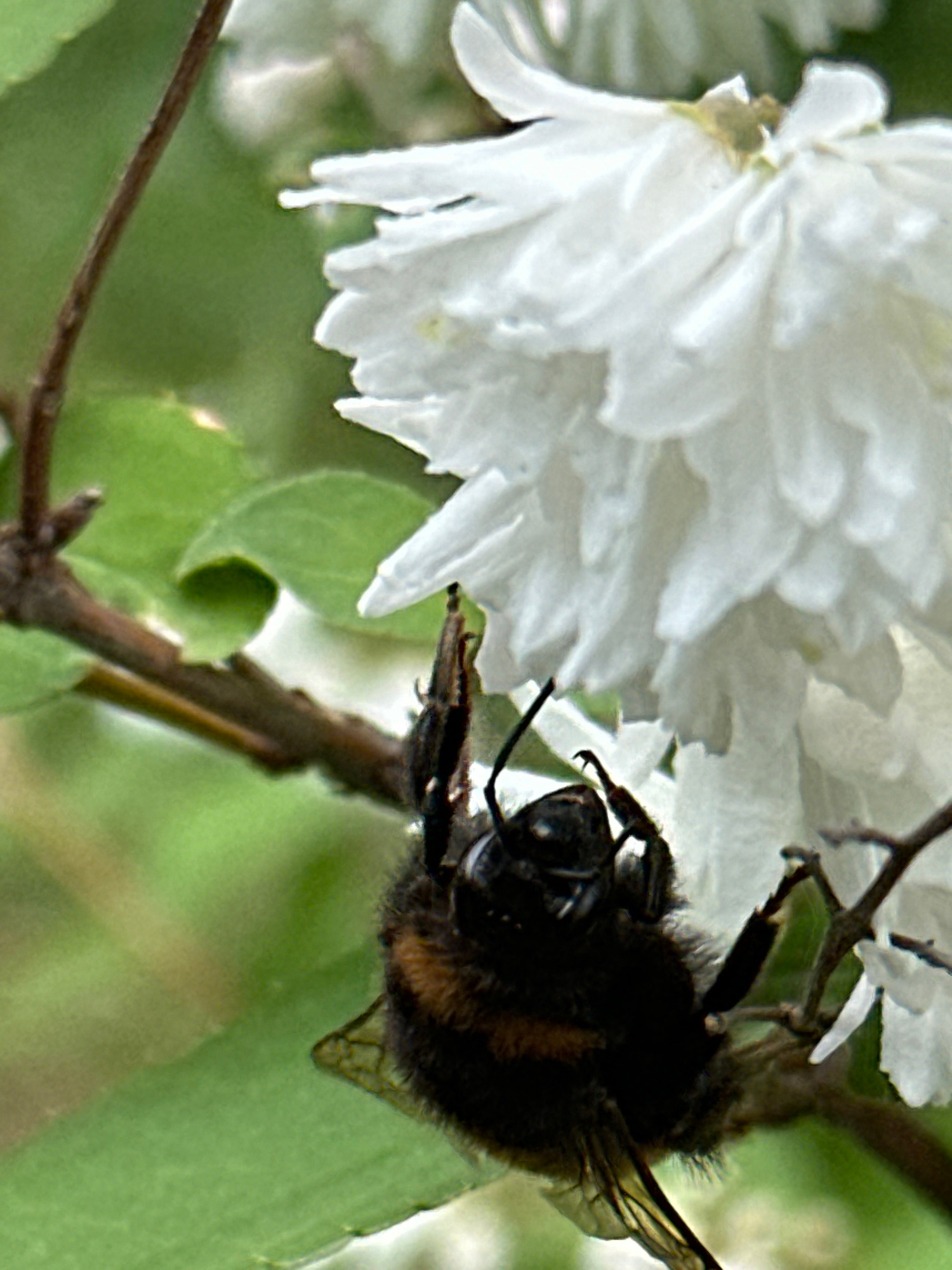 A bumblebee is shown hanging upside down from a thin, brown branch. The bumblebee is dark with fuzzy, brown and black stripes. Its wings are visible and translucent. The bumblebee's legs are spread out and appear to be gripping the branch. In the background, out of focus, are white flowers and green leaves, suggesting a garden or natural environment. The scene is brightly lit, possibly by natural sunlight. This image was captured in Podolsk, Russia.