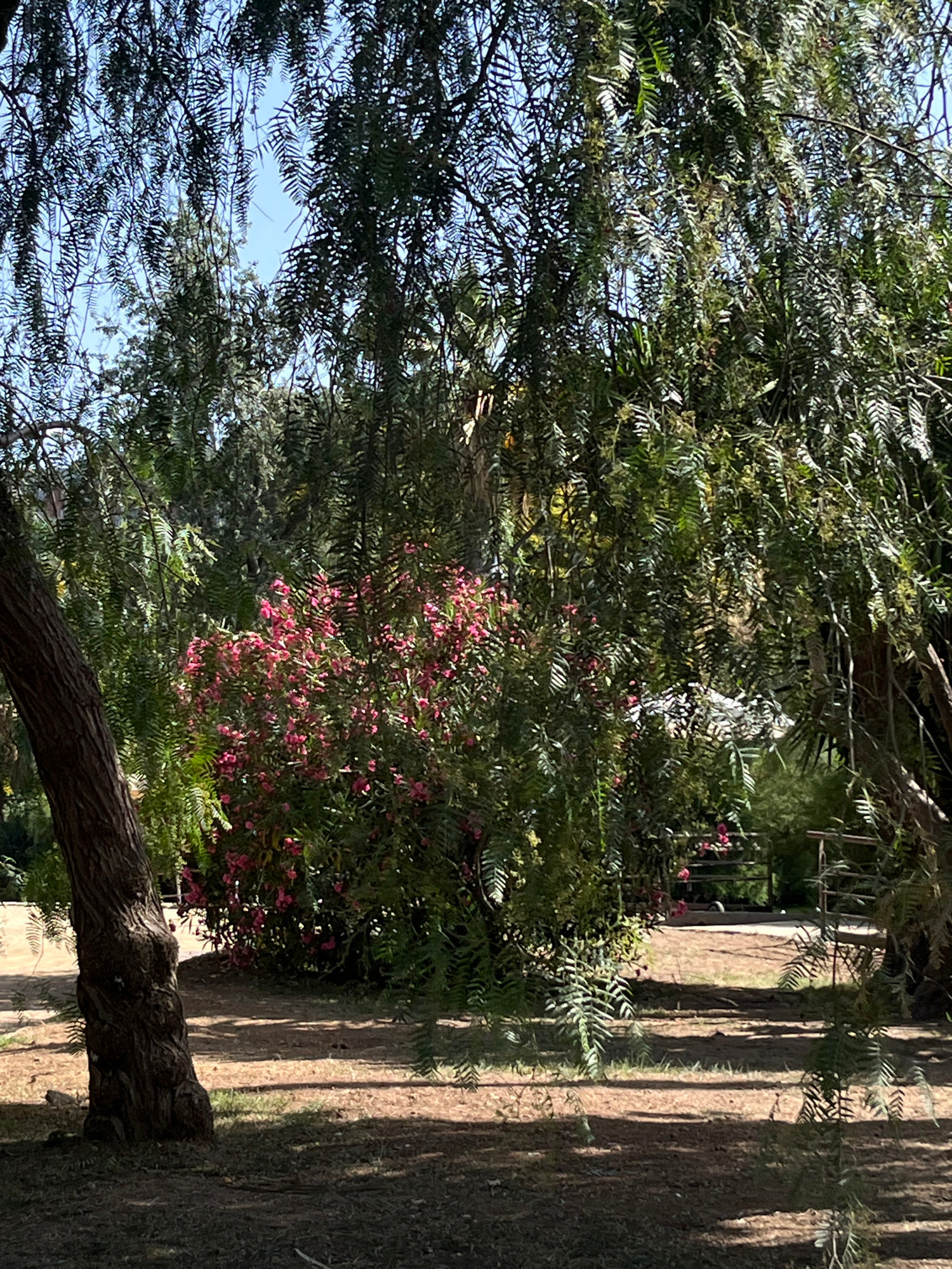 A medium-shot, eye-level, natural light photograph captures a sun-dappled park scene, likely in Barcelona, Spain, given the Mediterranean flora and architectural elements suggesting a public garden. In the foreground, a thick, gnarled tree trunk, textured with deep bark grooves, stands to the left, casting a dark shadow onto the dry, earthy ground scattered with fallen leaves and pine needles.
Behind the trunk, the middle ground is dominated by dense, green foliage. A prominent bush bursts with vibrant pink flowers, adding a splash of color amidst the greenery. The plant life appears lush and well-maintained, typical of a botanical garden or park. In the background, a rustic metal gate or fence is partially visible, suggesting a boundary or entrance to a further area of the park. Beyond that, more trees and shrubs create a layered effect, with hints of a bright blue sky peeking through the leaves in the upper portion of the frame.
The overall impression is one of a tranquil, outdoor space, bathed in the warm glow of sunlight filtering through the leaves, creating a dappled effect on the ground and foliage. The scene is devoid of human presence, emphasizing the natural beauty of the environment. The vegetation, particularly the fine, feathery leaves of the trees framing the scene, suggests a locale with a mild climate, consistent with Barcelona.