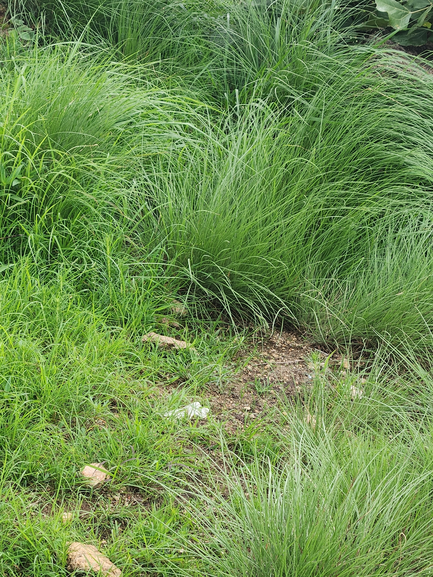 The image depicts a close-up view of dense, green grass growing in a somewhat unkempt area. The grass blades are long and slender, with a slightly windblown appearance. In several areas, the grass parts to reveal patches of dry, brown soil mixed with small pebbles and some scattered debris, including what appear to be a few pieces of white plastic and some light-colored, rocky or earthen objects. The scene suggests an outdoor environment, possibly a park, roadside, or undeveloped land. There are no people or animals visible in the image. The overall impression is one of natural growth with signs of minor human impact in the form of litter. The image does not contain any visual cues that can definitively place it in the city of Jos, Nigeria.