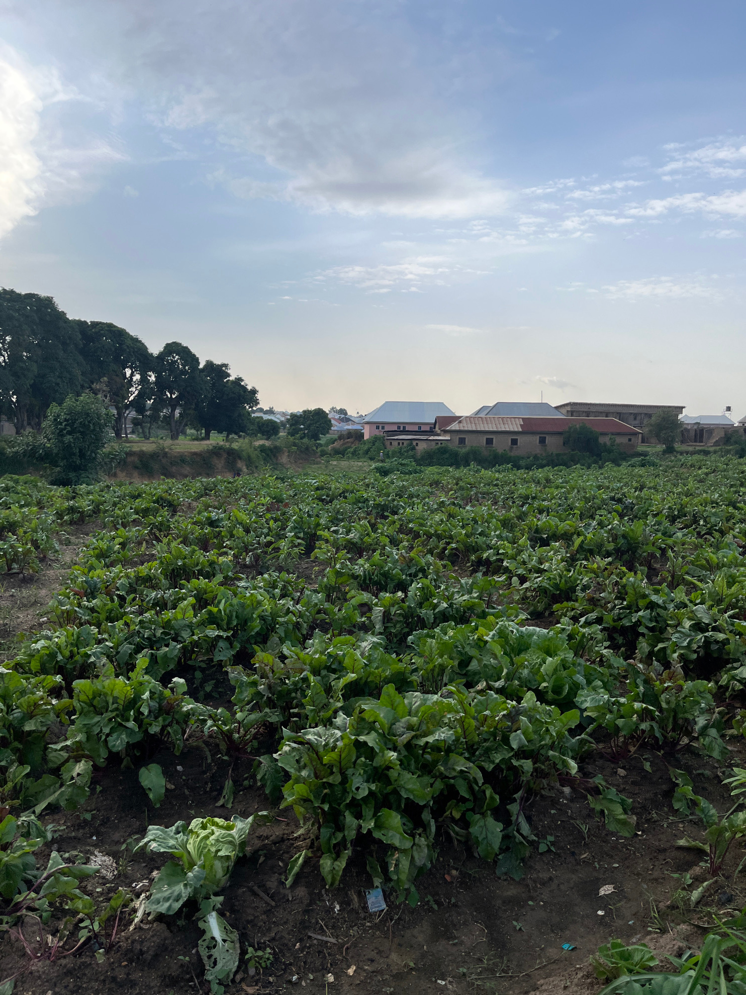 The image captures an outdoor agricultural scene, oriented vertically. In the foreground, rows of lush green leafy vegetables, possibly beets, stretch across the frame. The soil is dark and appears slightly damp. Some of the plants show signs of damage, with torn or chewed leaves.
In the mid-ground, a line of trees with dark green foliage stands to the left of the crops. Behind the trees, several buildings with reddish-brown roofs and light-colored walls are visible, suggesting a rural or semi-urban setting. These structures appear to be arranged in a linear fashion.
The background consists of a pale, overcast sky with wispy clouds. The lighting suggests it is either early morning or late afternoon. The overall atmosphere is one of a working farm or garden. No people are visible in the image. No text is discernible.