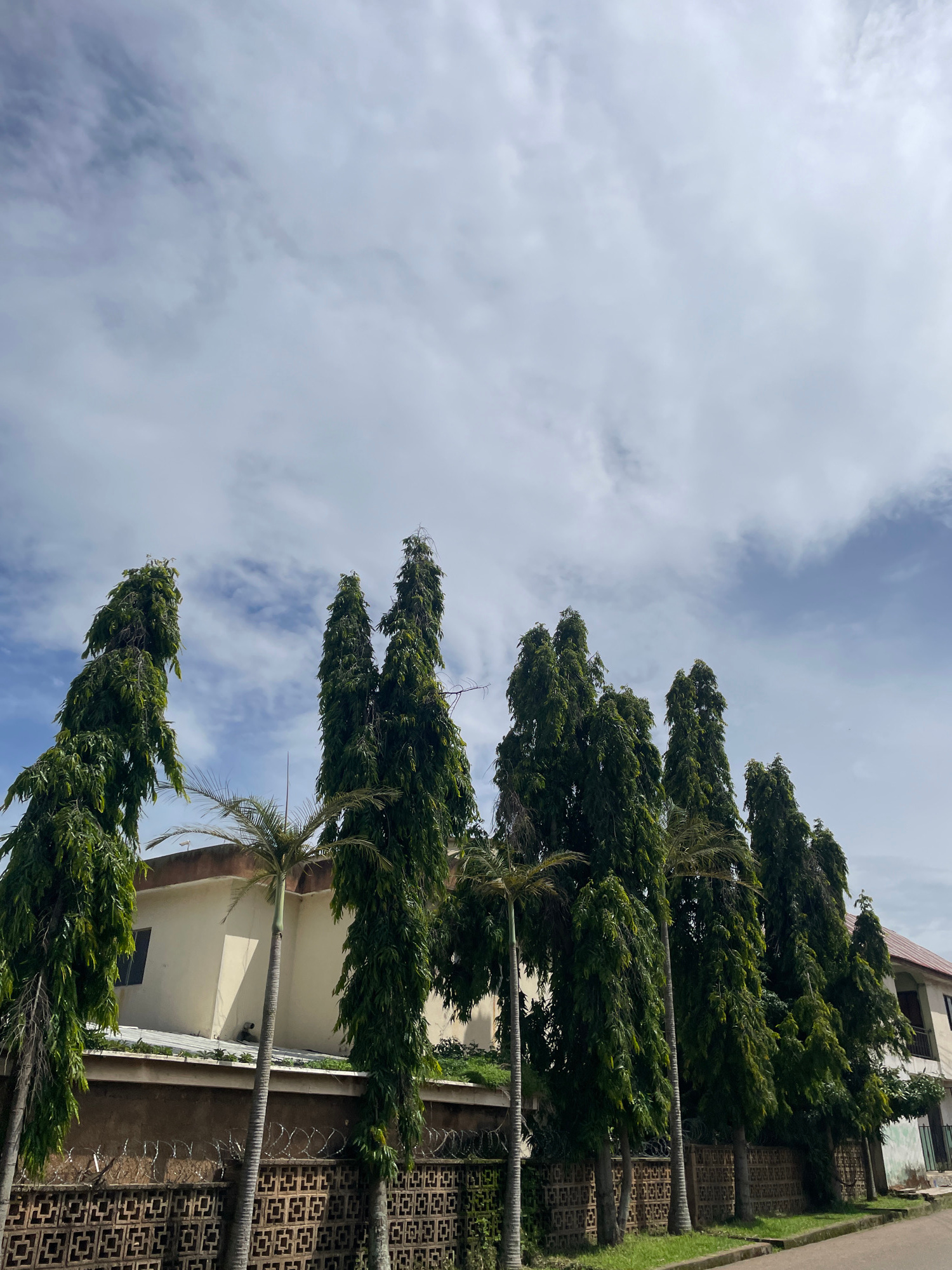 A street view in Jos, Nigeria, captures a row of tall, dark green trees, likely Ashoka trees, with a distinctive weeping or pyramidal shape, lining a property wall. Behind the trees, a light-colored, two-story building is visible, featuring a brown-tiled roof. A shorter palm tree stands in front of the building, partially obscured by the larger trees. The property is enclosed by a decorative, patterned concrete wall topped with barbed wire fencing. The sky above is a mix of light blue with scattered white, wispy clouds. The foreground shows a paved road and a strip of green grass. The image appears to be taken during daylight hours under cloudy conditions.