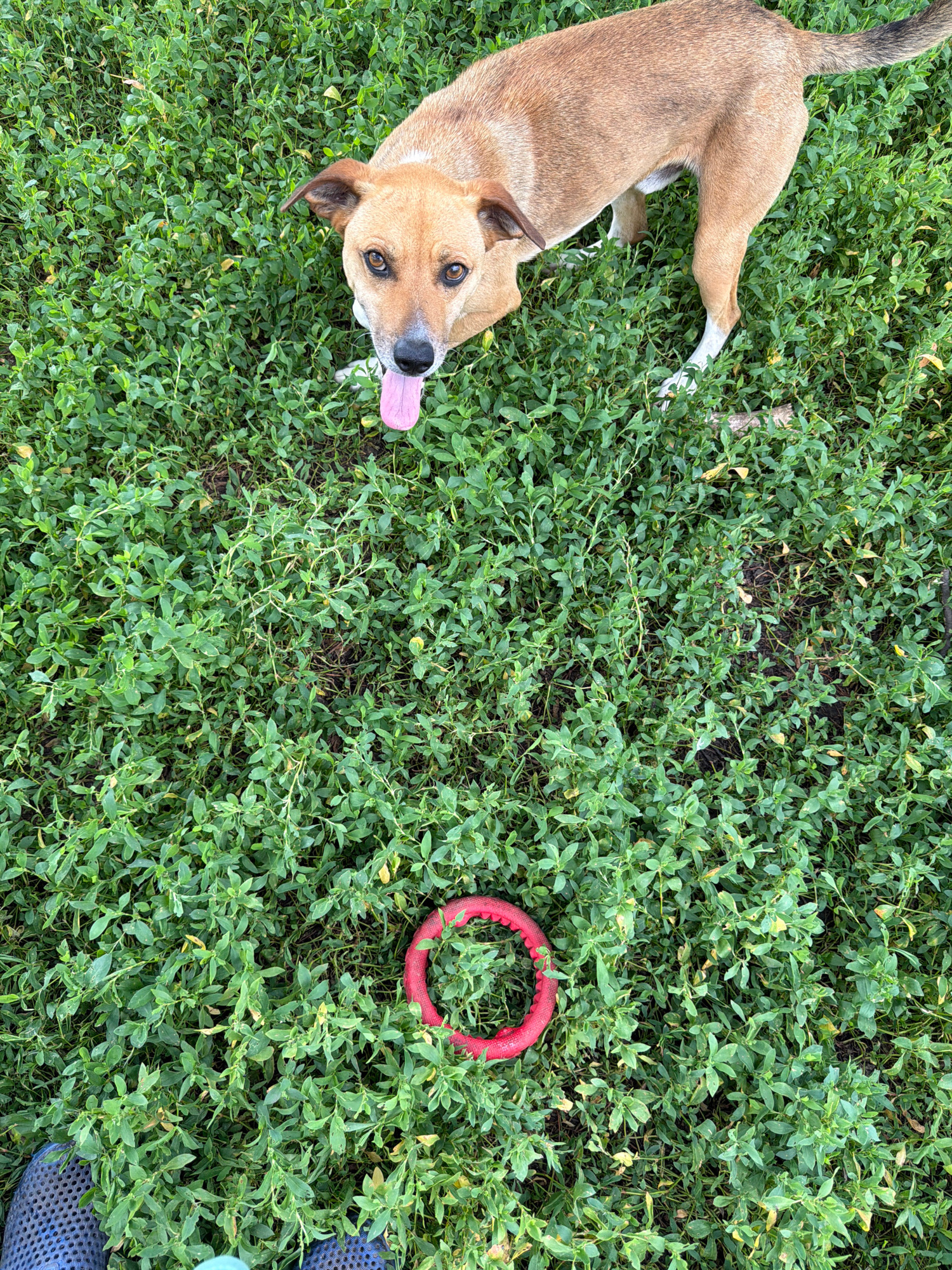 A medium shot from a top-down perspective captures a light brown dog lying on lush green grass. The dog is positioned on the left side of the frame, facing the viewer with its tongue playfully sticking out. Its ears are perked, and its brown eyes are focused on the camera, conveying a sense of attentiveness and perhaps playfulness. The dog's tail is raised and curved over its back.
To the right of the dog, a bright red, circular dog toy rests on the grass. Further to the right, a pair of blue-grey Croc-style shoes are visible, suggesting a person is present, possibly the owner. The grass is dense and appears healthy, with some scattered yellowing leaves. The lighting suggests it is daytime, possibly overcast, as there are no strong shadows. The overall impression is a relaxed, outdoor scene, likely a backyard or park, where a dog is enjoying a moment of play or rest.
The scene appears to be set in Leningradskaya, Russia, though no specific visual cues within the image confirm this location beyond the provided context. There is no visible text in the image.