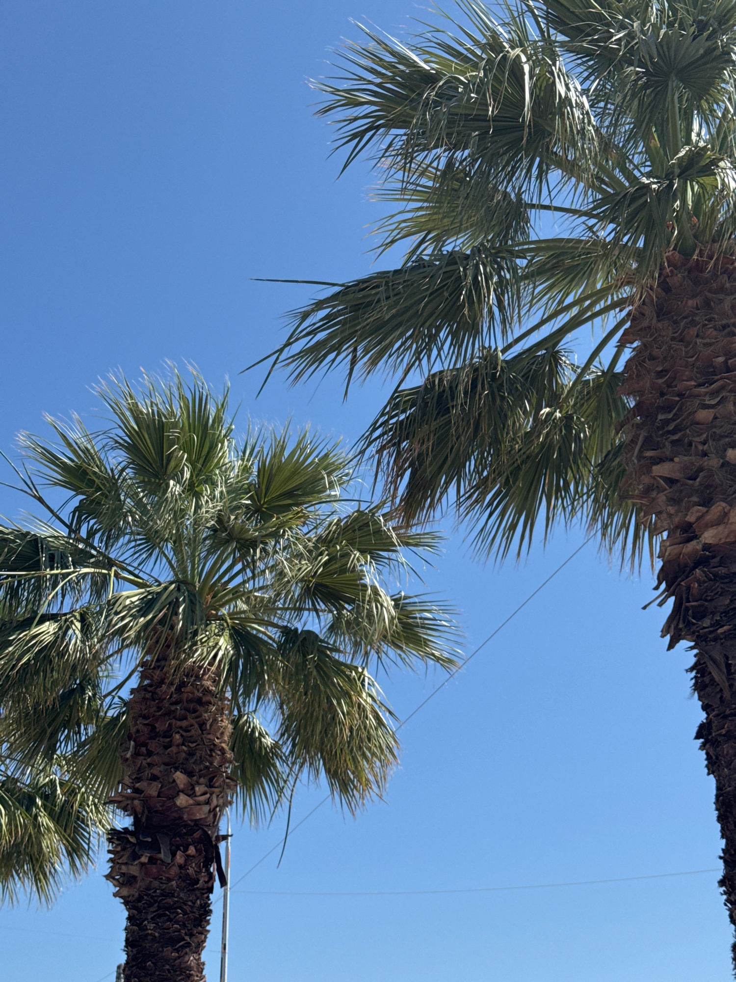 The image shows two palm trees against a clear blue sky. The palm tree on the right is closer to the camera, and its trunk is thick and covered in rough, brown bark. Its fronds are large and green, fanning out towards the top. The palm tree on the left is further away, appearing smaller with a similar trunk texture and green fronds. A thin, dark wire runs diagonally across the sky, intersecting both palm trees. The lighting suggests it is daytime.