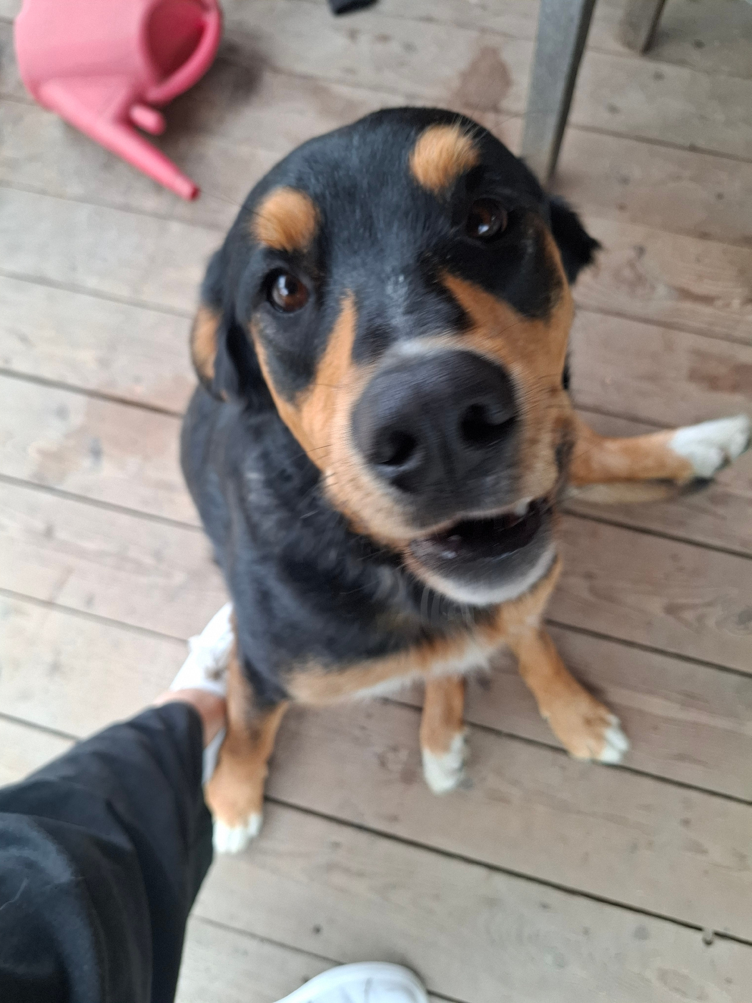 A medium shot from a high angle shows a medium-sized dog with black and tan fur sitting on a wooden deck. The dog is looking up at the camera with its mouth slightly open and its tongue visible. A person's legs, wearing black pants and white shoes, are in the lower left corner of the frame, partially obscuring the dog's body. In the upper left corner, a pink watering can is visible. The wooden deck planks are visible throughout the image.