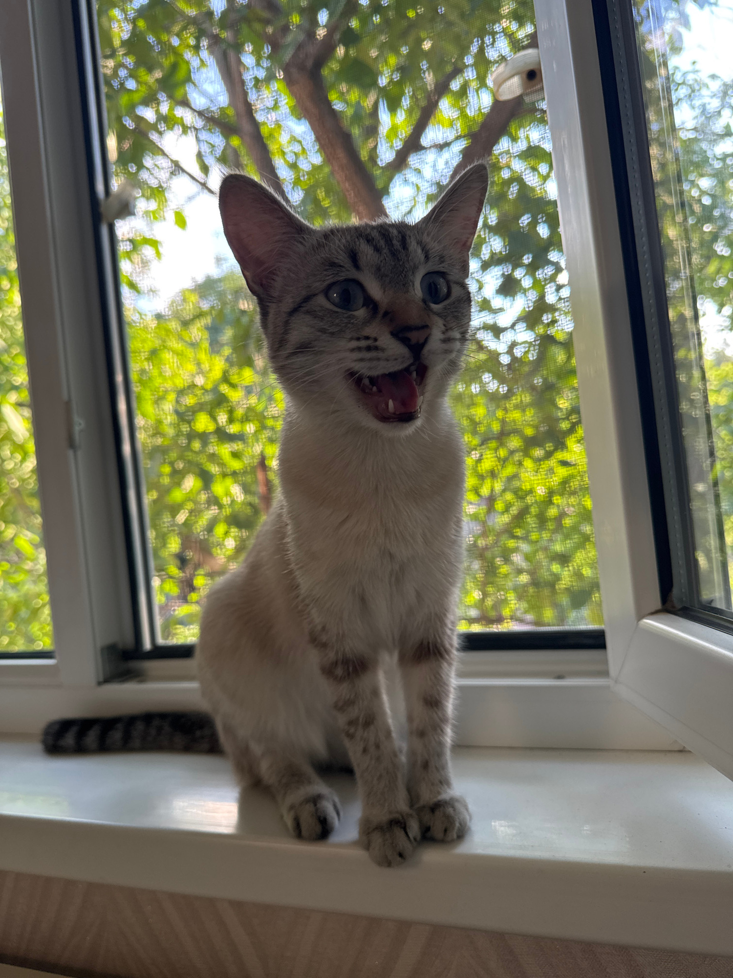 A light-colored cat with tabby markings is perched on a windowsill, looking down. The cat's mouth is open in a yawn, revealing its pink tongue and teeth. Its eyes are wide open and blue, and its ears are pointed forward. The cat's body is mostly white with some light brown and gray markings. Its paws are resting on the windowsill, and its tail hangs down behind it.
The background is a blur of green foliage, suggesting the cat is indoors looking out a window. The foliage is illuminated by sunlight, indicating it is daytime. The scene appears to be in a domestic setting, possibly a home. There are no people or any visible text in the image. The overall mood is playful and relaxed, with the cat captured in a moment of stretching or yawning.