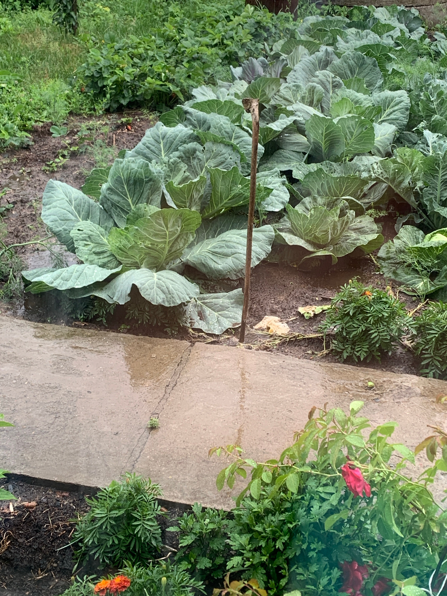 This image shows a patch of cabbage plants growing in a garden. The cabbages are large and leafy, with pale green leaves. They are planted in rows in dark soil. To the right of the cabbages, there is a concrete path that appears to be wet, suggesting recent rain or watering. On the other side of the path, there are some flowering plants, including one with bright red petals and another with orange petals. The scene is outdoors and appears to be daytime, with the lighting suggesting overcast or slightly diffused sunlight. The overall impression is of a well-tended vegetable garden. There is no visible text in the image.