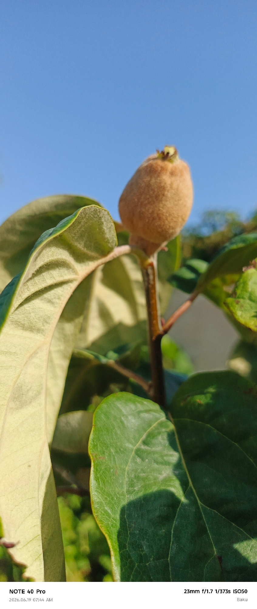 A close-up, vertically oriented photograph captures a young quince fruit hanging from a branch amidst lush green foliage. The fruit, covered in a soft, fuzzy brown down, is the central subject, slightly out of focus. Its stem is visible, connecting it to the branch. Large, textured green leaves dominate the foreground and mid-ground, some catching the sunlight and casting shadows. The background consists of a clear, bright blue sky and blurred greenery, suggesting an outdoor environment. The bottom left corner of the image displays text indicating "NOTE 40 Pro" and a date and time stamp of "2026.06.19 07:44 AM". The bottom right corner shows camera settings: "23mm f/1.7 1/373s ISO50" followed by the location "Baku".