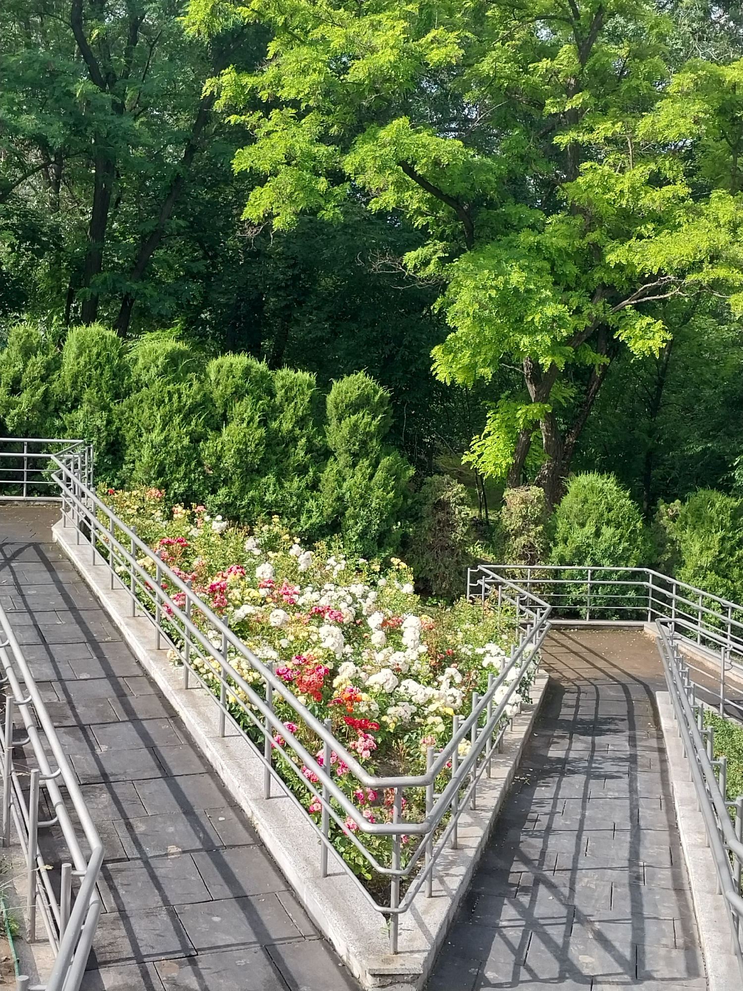 The image depicts a V-shaped pathway with metal railings, leading up to a dense hedge of green bushes. In the center of the V, a vibrant flowerbed is filled with numerous roses in shades of pink, white, and red, interspersed with green foliage. Beyond the flowerbed and hedge, a backdrop of lush green trees with bright green leaves dominates the upper portion of the scene. The pathway itself is paved with dark grey rectangular tiles, and the sunlight casts distinct shadows from the railings and foliage onto the surface. The overall impression is a well-maintained outdoor area with a focus on floral and botanical elements, possibly a park or public garden. The scene is devoid of people or any signs of immediate activity. This location appears to be in Dnipro, Ukraine, a city known for its numerous parks and green spaces.