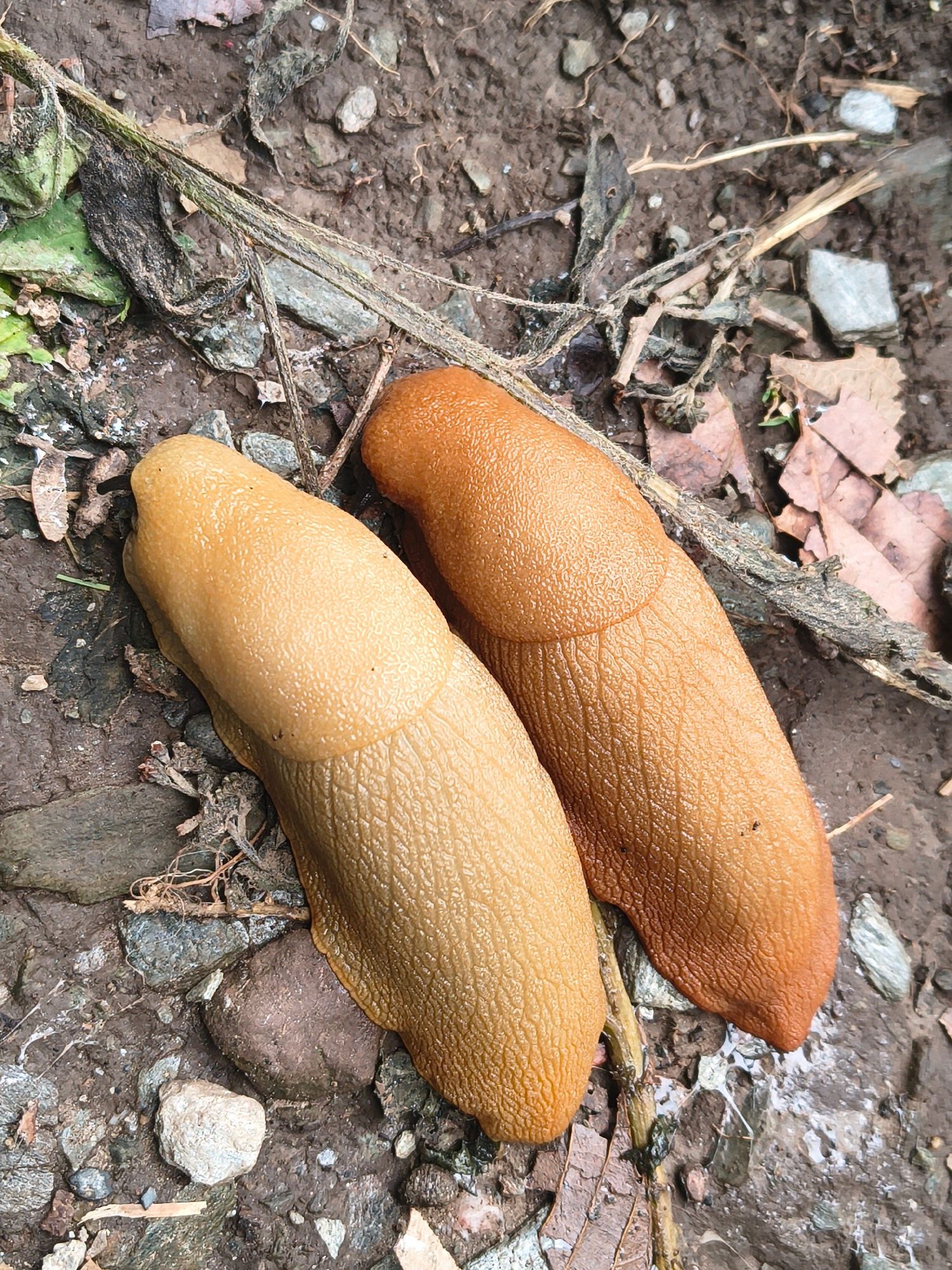 Two slugs are on the ground, which is covered with dirt, leaves, and small rocks. The slug on the left is a pale tan color, and the slug on the right is a darker orange-brown. Both slugs are elongated and have a textured surface. There are also some twigs and dry leaves scattered on the ground. The image appears to be taken from a top-down perspective. The exact location in Haini, India, is not discernible from the image.