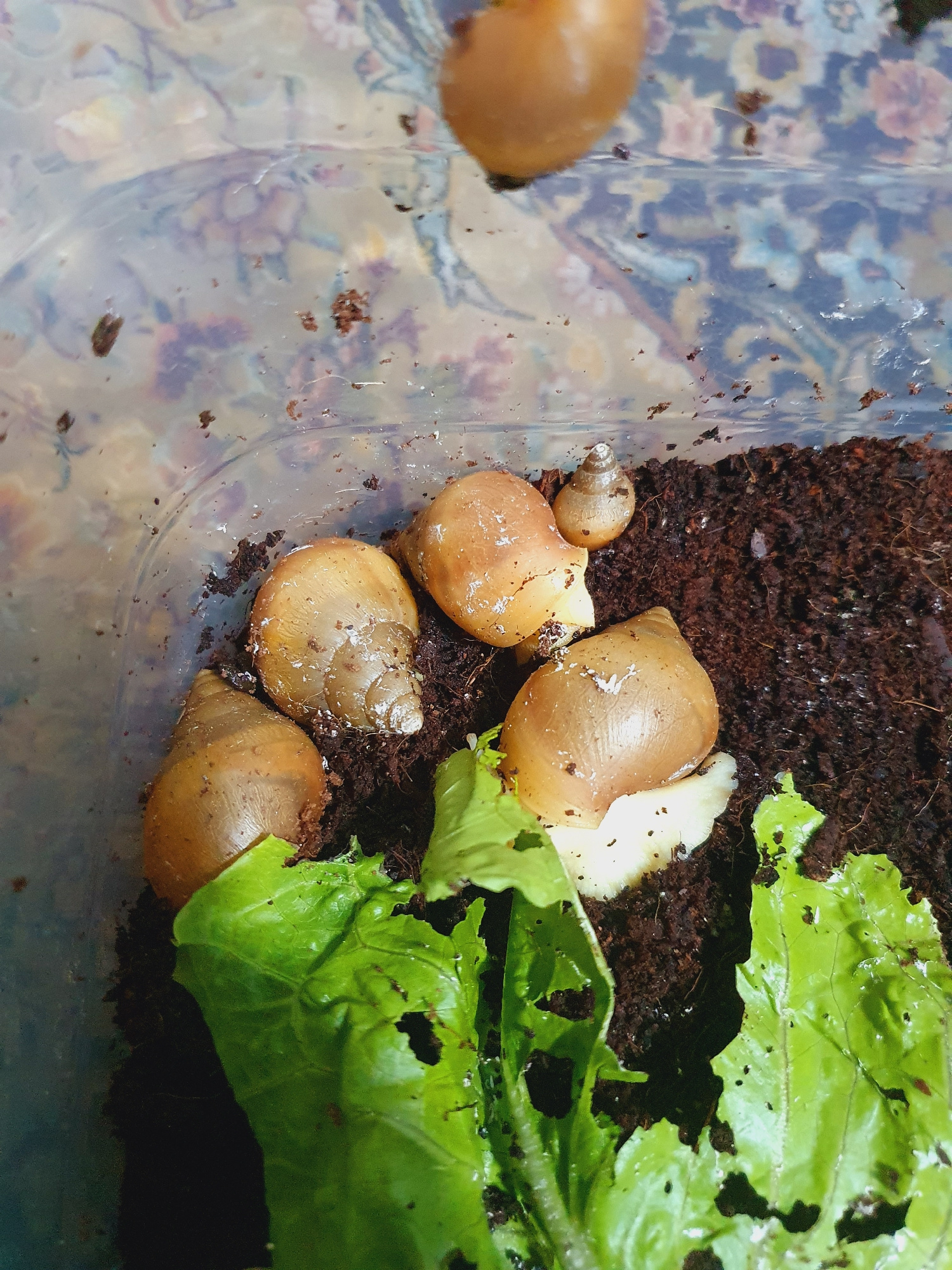 A high-angle medium shot captures a clear plastic container filled with dark, moist soil, likely a terrarium. Several snails, characterized by their smooth, glossy, oval-shaped shells, are visible. Four larger snails are situated in the lower half of the frame, with their bodies partially extended from their shells. One snail is positioned on the left, facing upwards. Two are in the center, one slightly behind the other. The fourth larger snail is on the right, facing towards the left. A much smaller snail, barely visible, is perched on the soil near the center. A few wilted green leaves, possibly lettuce, lie on the soil in the lower left and right corners of the container. The background of the container is a blurred tapestry-like pattern with hints of floral designs in muted purples, blues, and pinks. The lighting is even, with no strong shadows, suggesting an indoor setting. The scene is devoid of any elements that would indicate a specific location within the city of Shiraz, Iran.