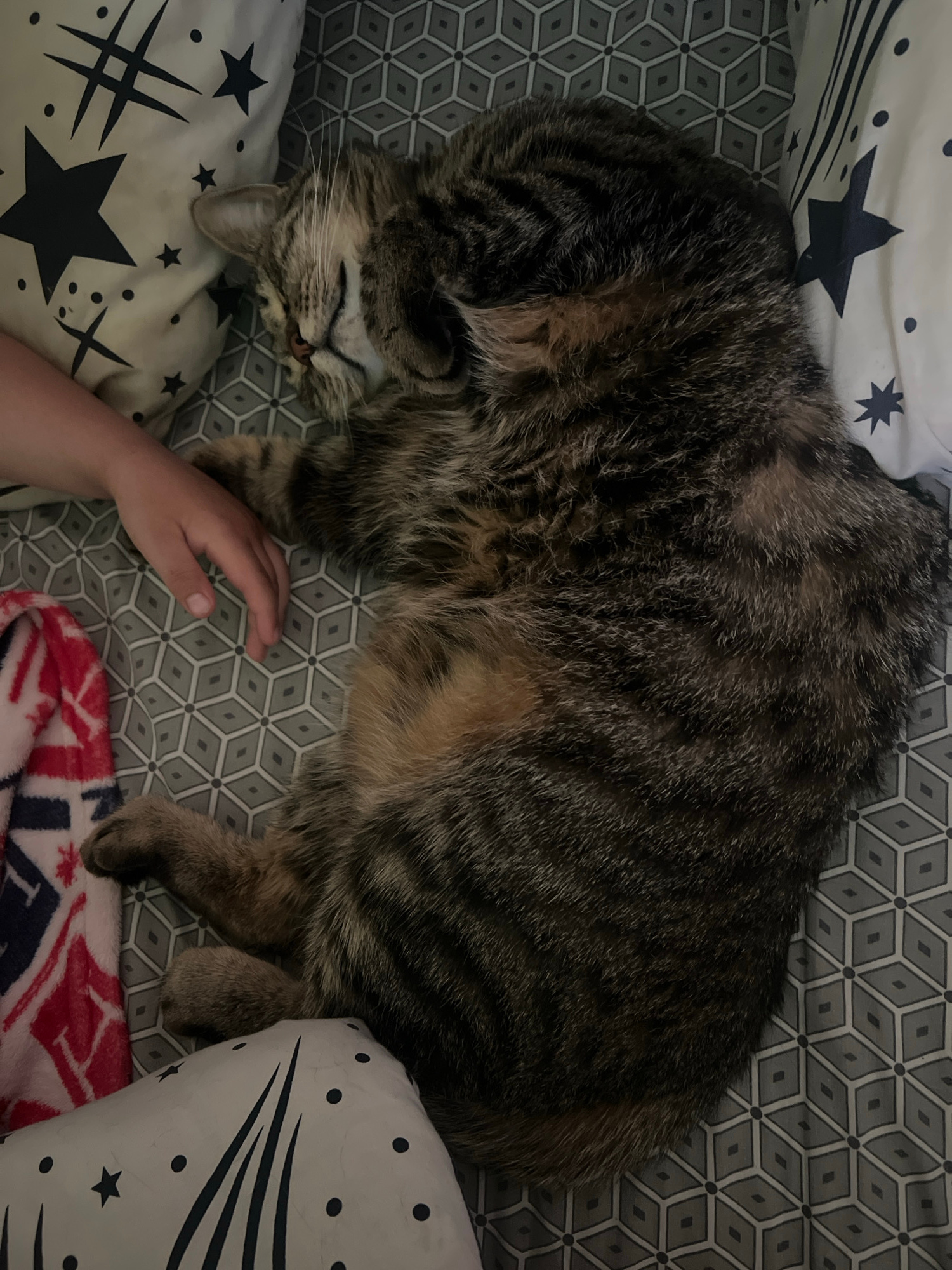 A tabby cat is sleeping on a bed covered with a grey geometric patterned sheet. The cat is curled up and appears to be resting its head on a white pillow with black stars. A person's arm and hand are visible to the left of the cat, resting on the pillow. To the left of the cat and pillow is a pink and white striped blanket with red and blue designs. The overall environment suggests a domestic setting, likely a bedroom. There are no identifiable landmarks or features that would indicate a specific location within the city of Kropyvnytskyi, Ukraine.