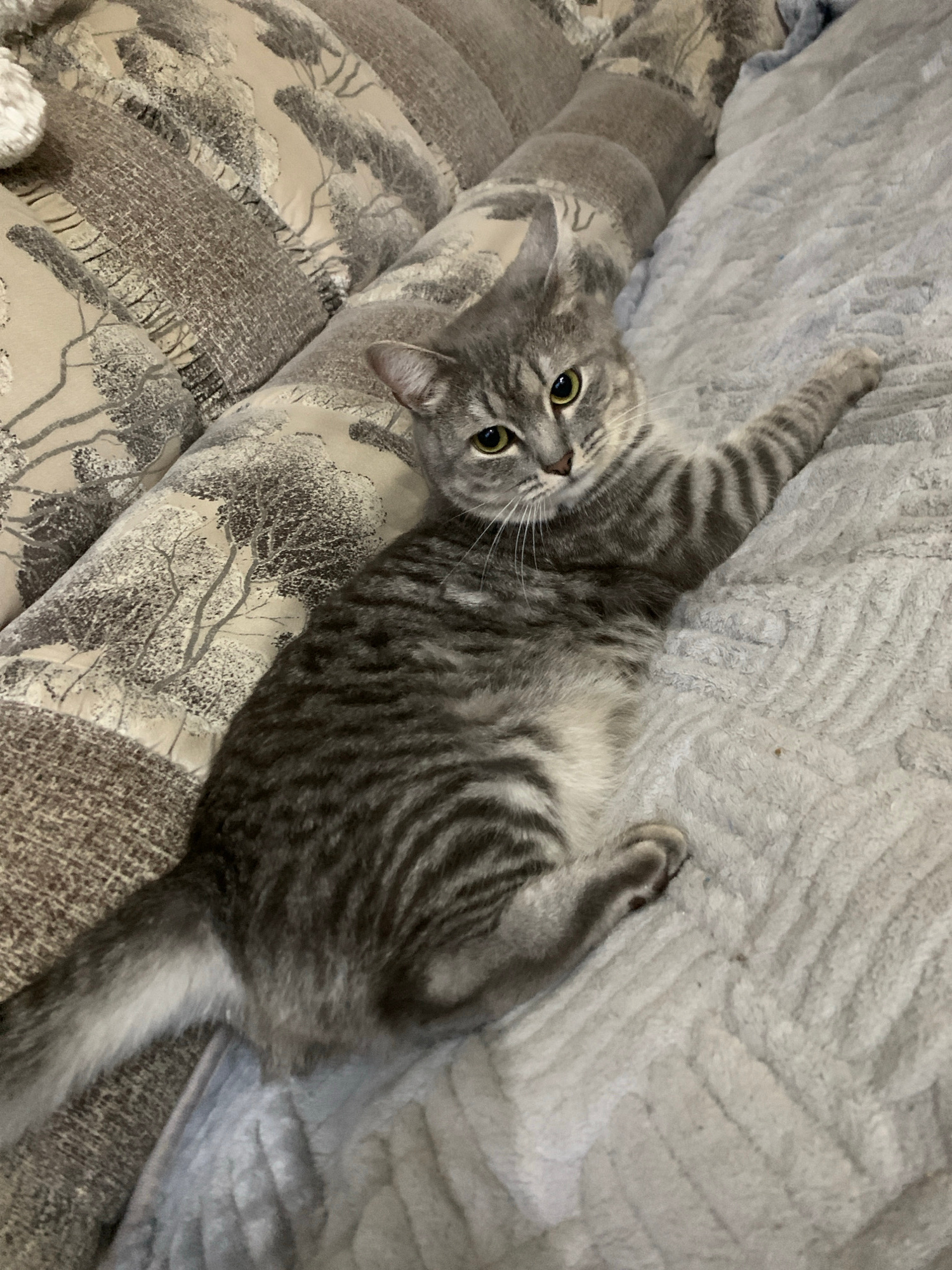 A grey tabby cat is lying on a bed with a patterned headboard and a plush grey blanket. The cat is on its side with its front legs extended. The cat has green eyes and white whiskers. The background is a blurred pattern of trees. The image was taken in Nizhnekamsk, Russia.