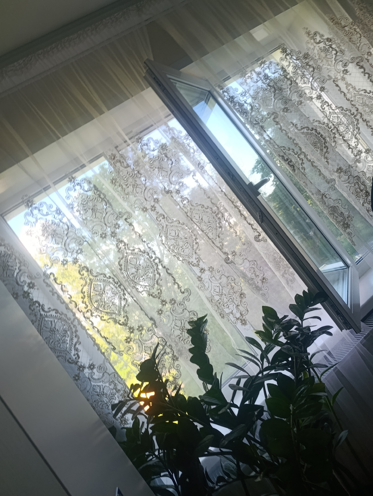 The image shows a window with sheer curtains featuring an ornate pattern. Sunlight streams through the window and the curtains, casting dappled light and shadows on the wall. Outside, trees are visible through the glass. In the foreground, a dark green plant with glossy leaves is partially obscuring the view. The window frame appears to be white. The scene is likely indoors, facing a window. There is no indication of the city of Rezina, Moldova within the image itself.